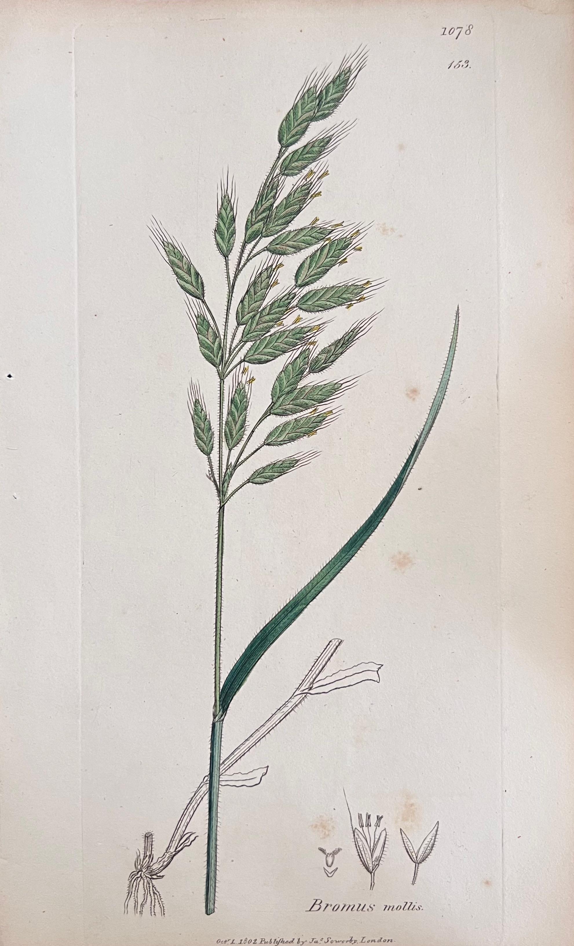Conjunto de seis finos grabados botánicos británicos antiguos coloreados a mano, alrededor de 1900 en venta 3