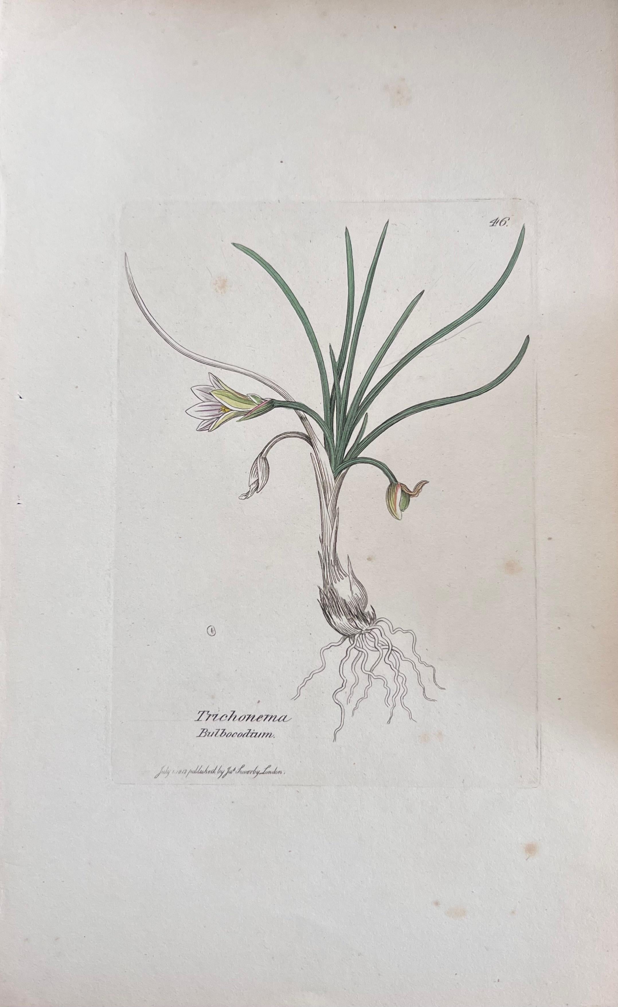 Conjunto de seis finos grabados botánicos británicos antiguos coloreados a mano, alrededor de 1900 en venta 1