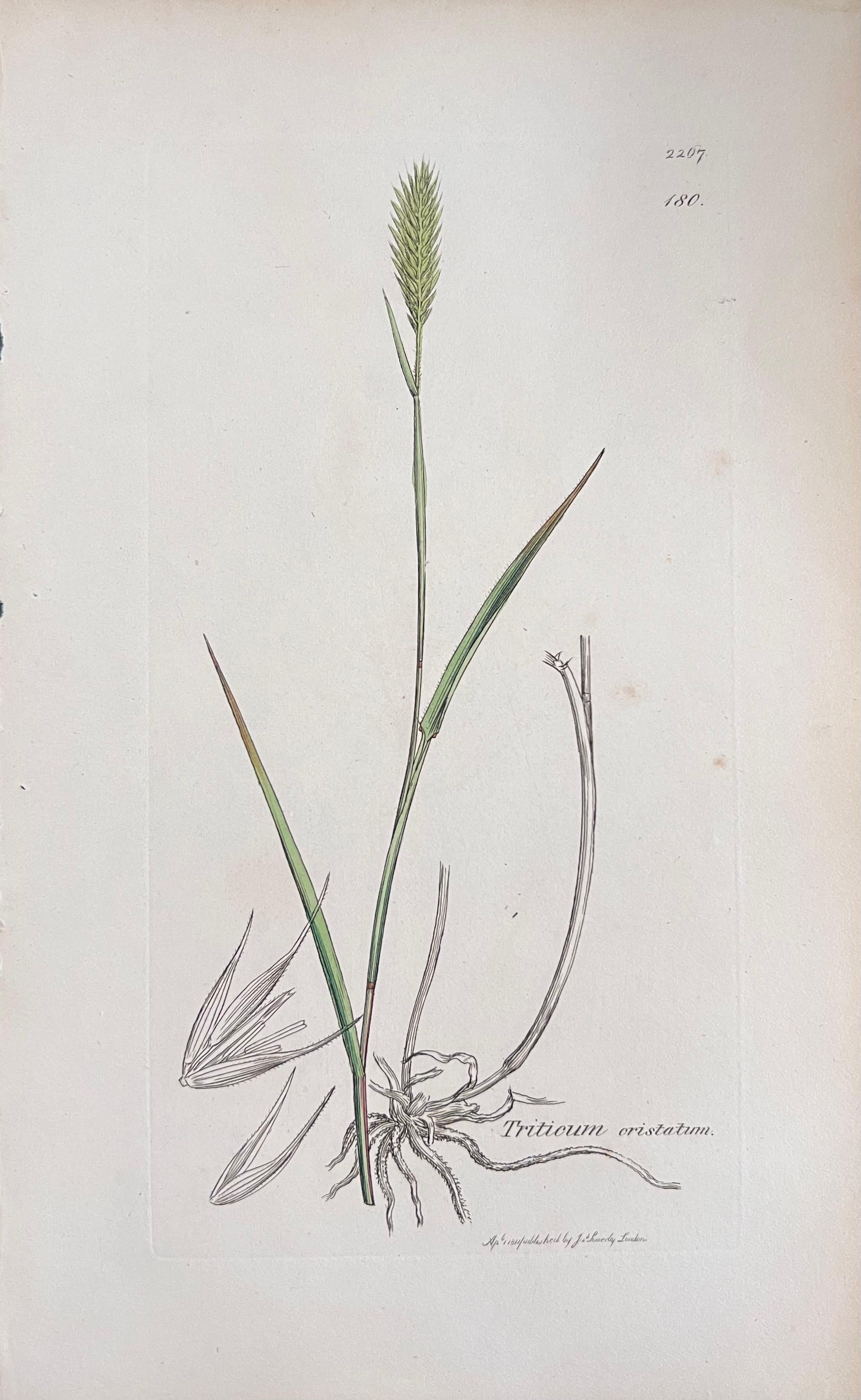 Set of Six Fine Antique British Hand Coloured Botanical Prints, circa 1900's en vente 3