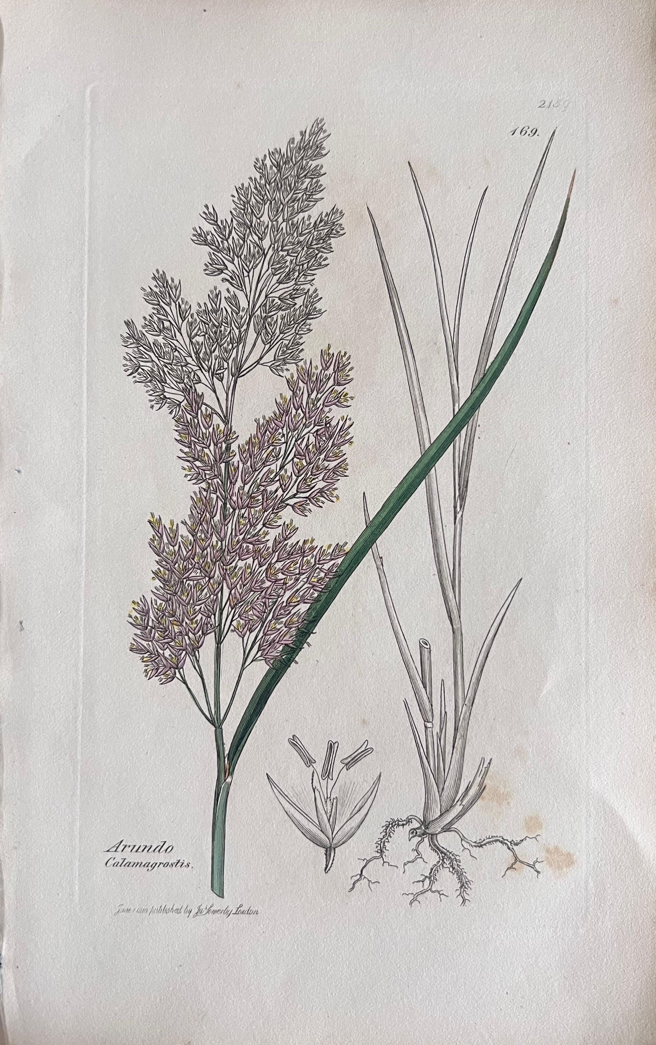Set of Six Fine Antique British Hand Coloured Botanical Prints, circa 1900's en vente 3