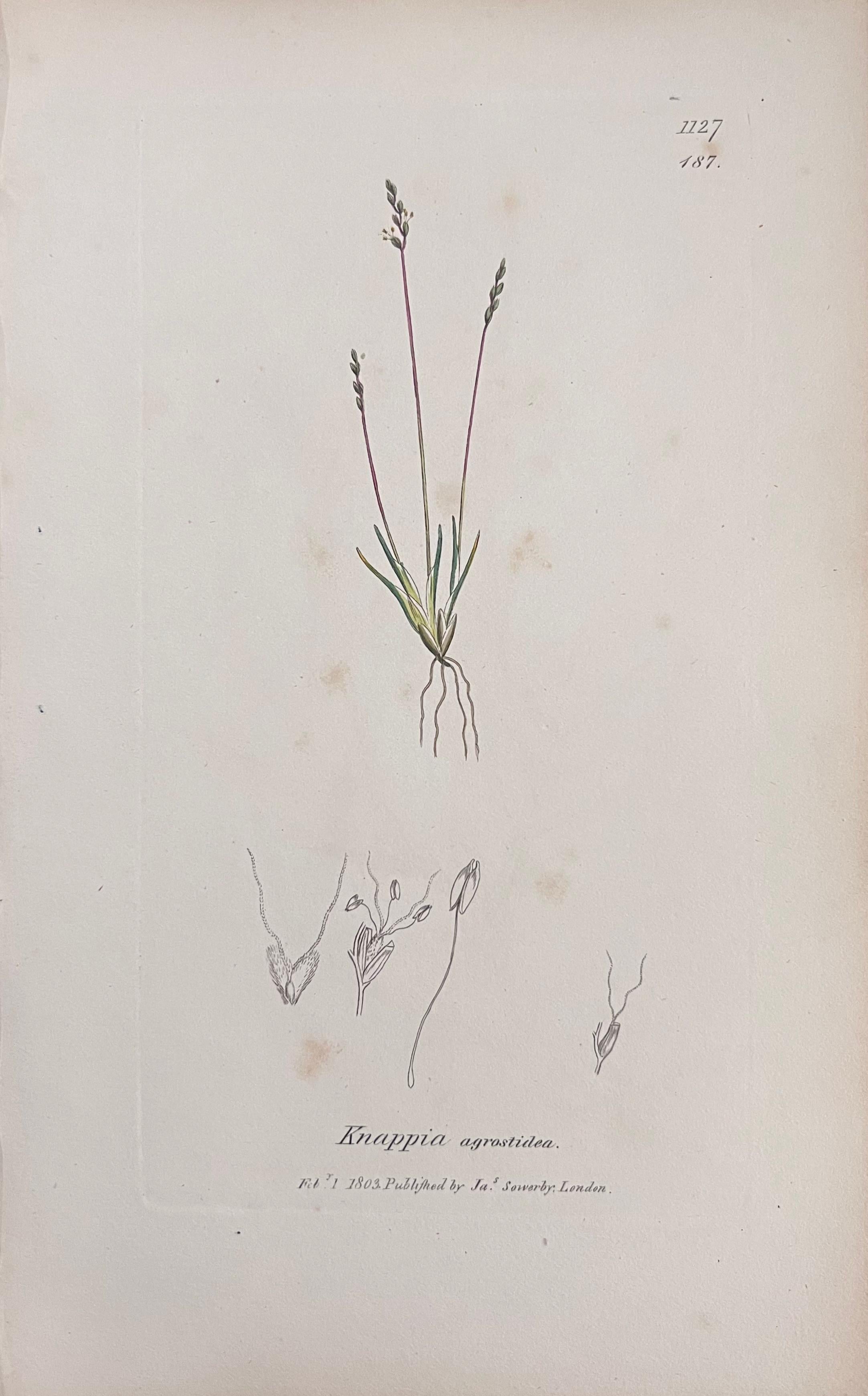 Set of Six Fine Antique British Hand Coloured Botanical Prints, circa 1900's en vente 3