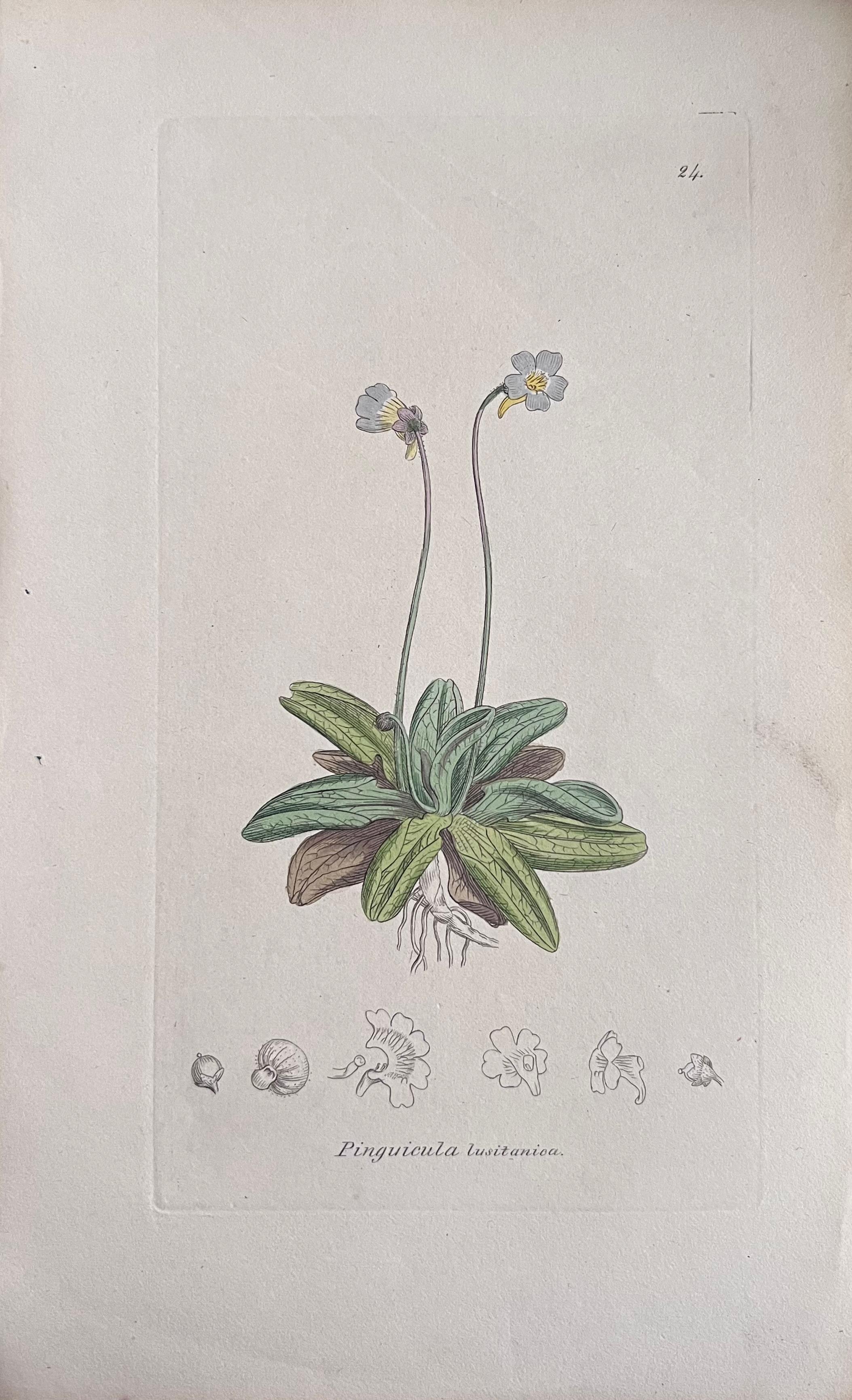 Set of Six Fine Antique British Hand Coloured Botanical Prints, circa 1900's For Sale 3