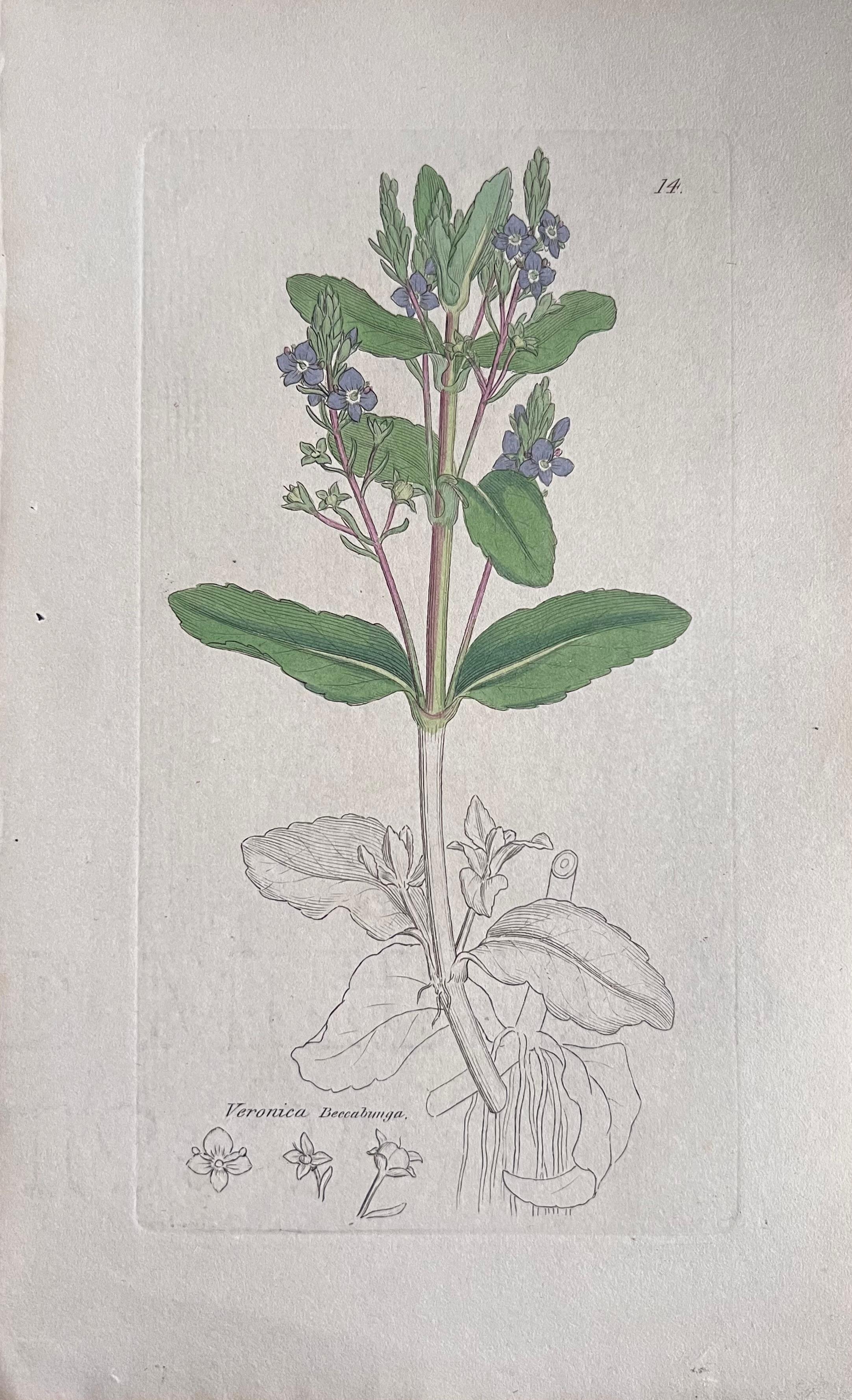 Set of Six Fine Antique British Hand Coloured Botanical Prints, circa 1900's For Sale 3