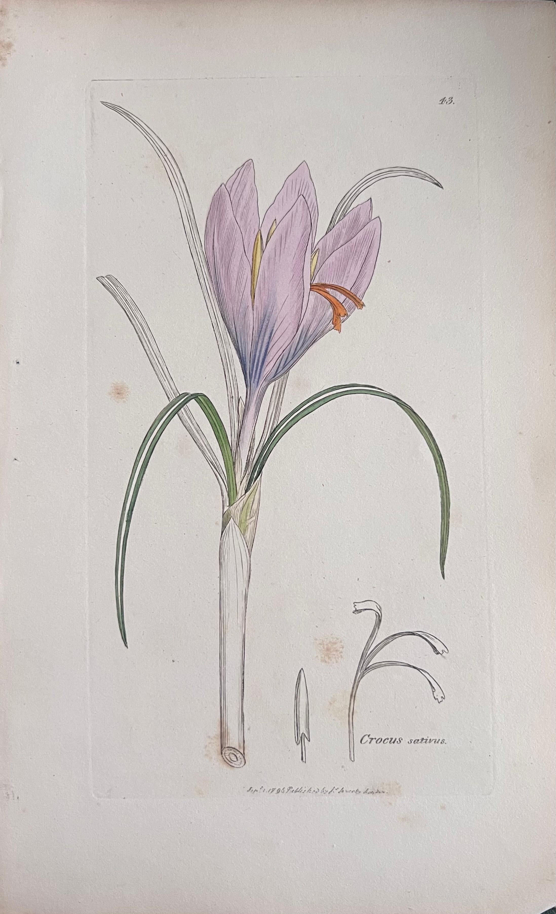 Set of Six Fine Antique British Hand Coloured Botanical Prints, circa 1900's For Sale 3