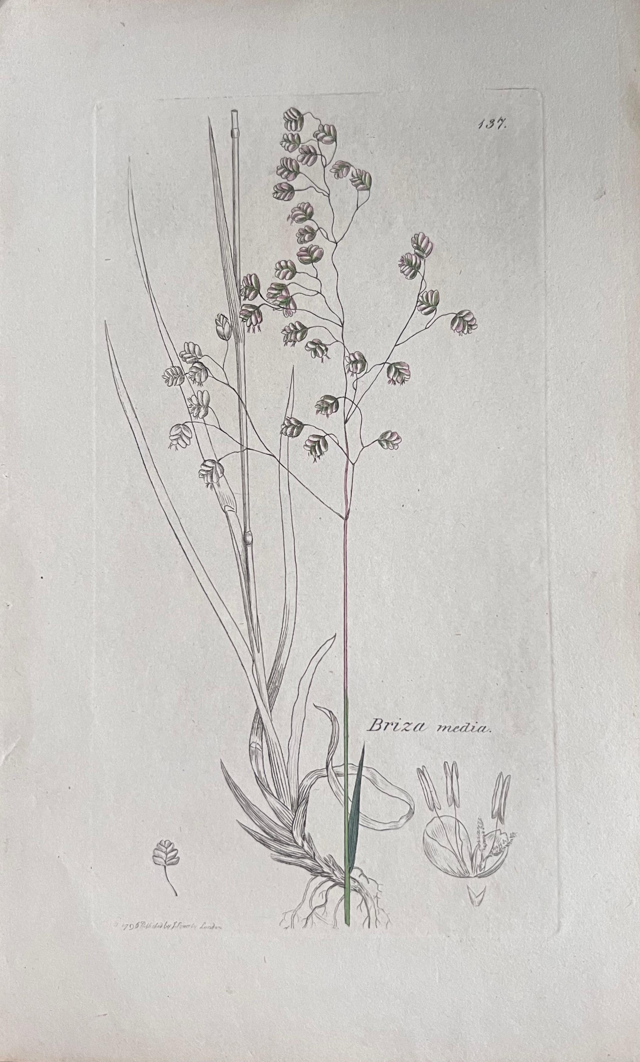 Set of Six Fine Antique British Hand Coloured Botanical Prints, circa 1900's For Sale 3