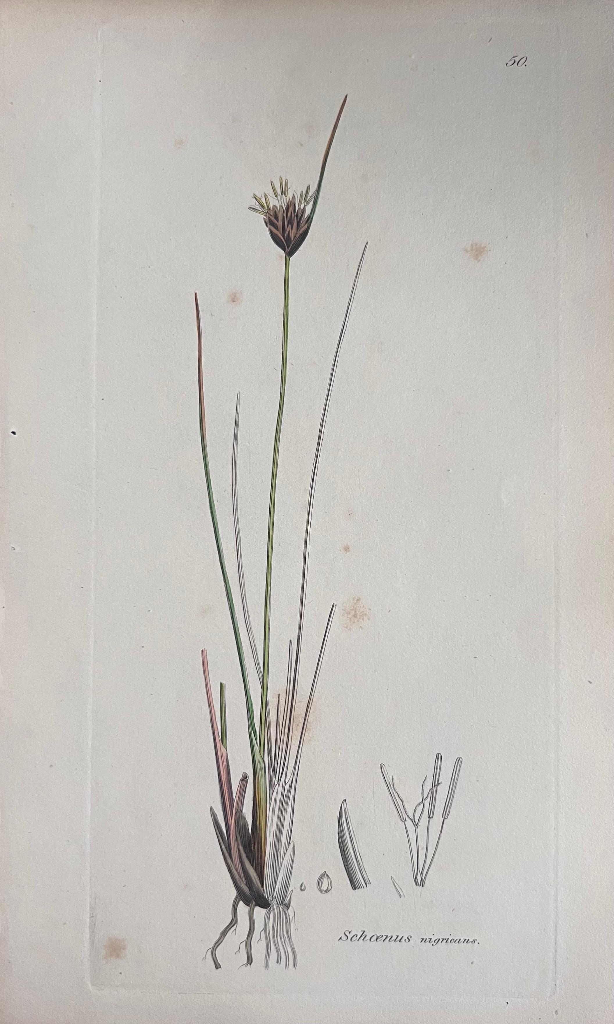 Set of Six Fine Antique British Hand Coloured Botanical Prints, circa 1900's For Sale 3