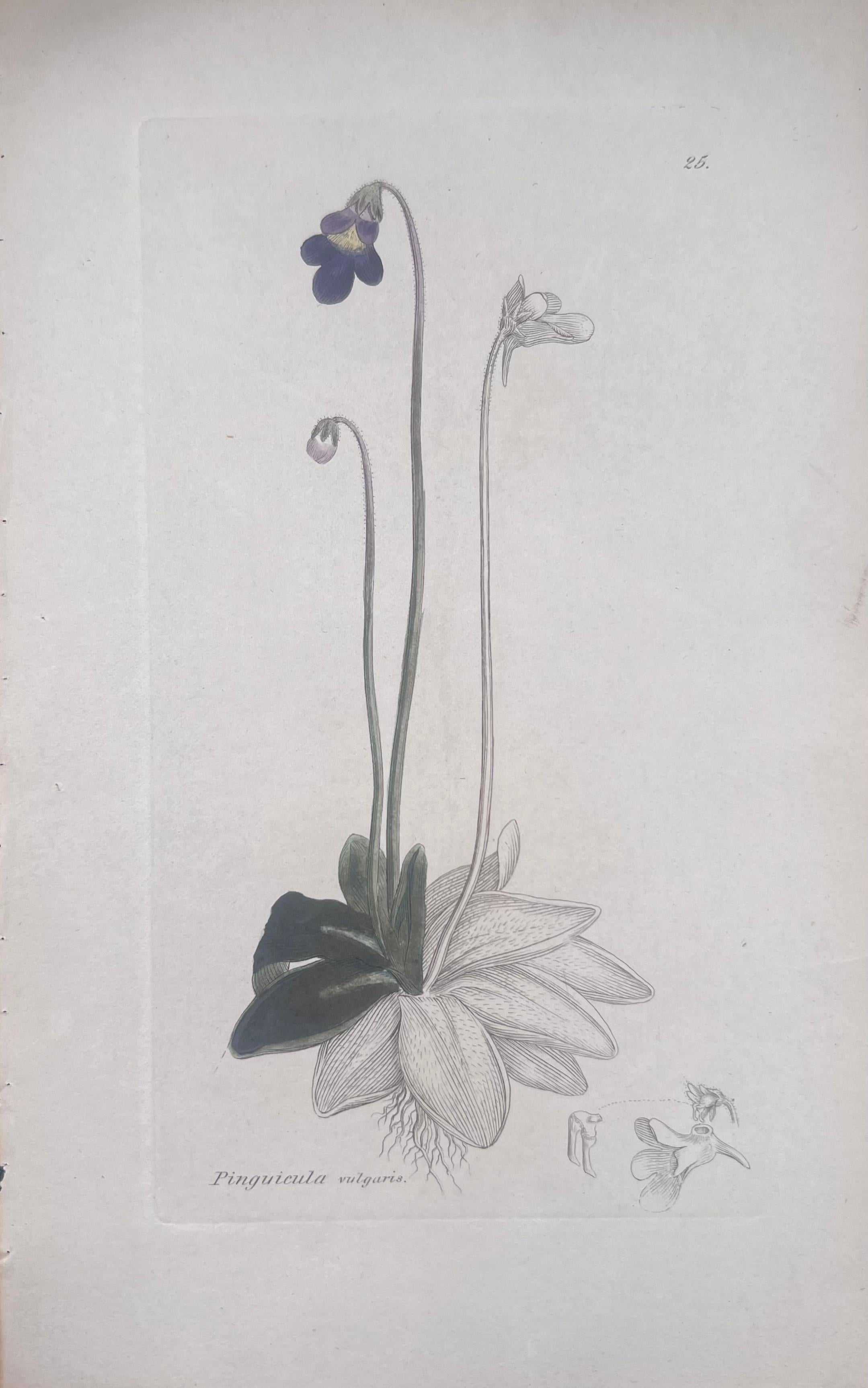 Set of Six Fine Antique British Hand Coloured Botanical Prints, circa 1900's For Sale 3