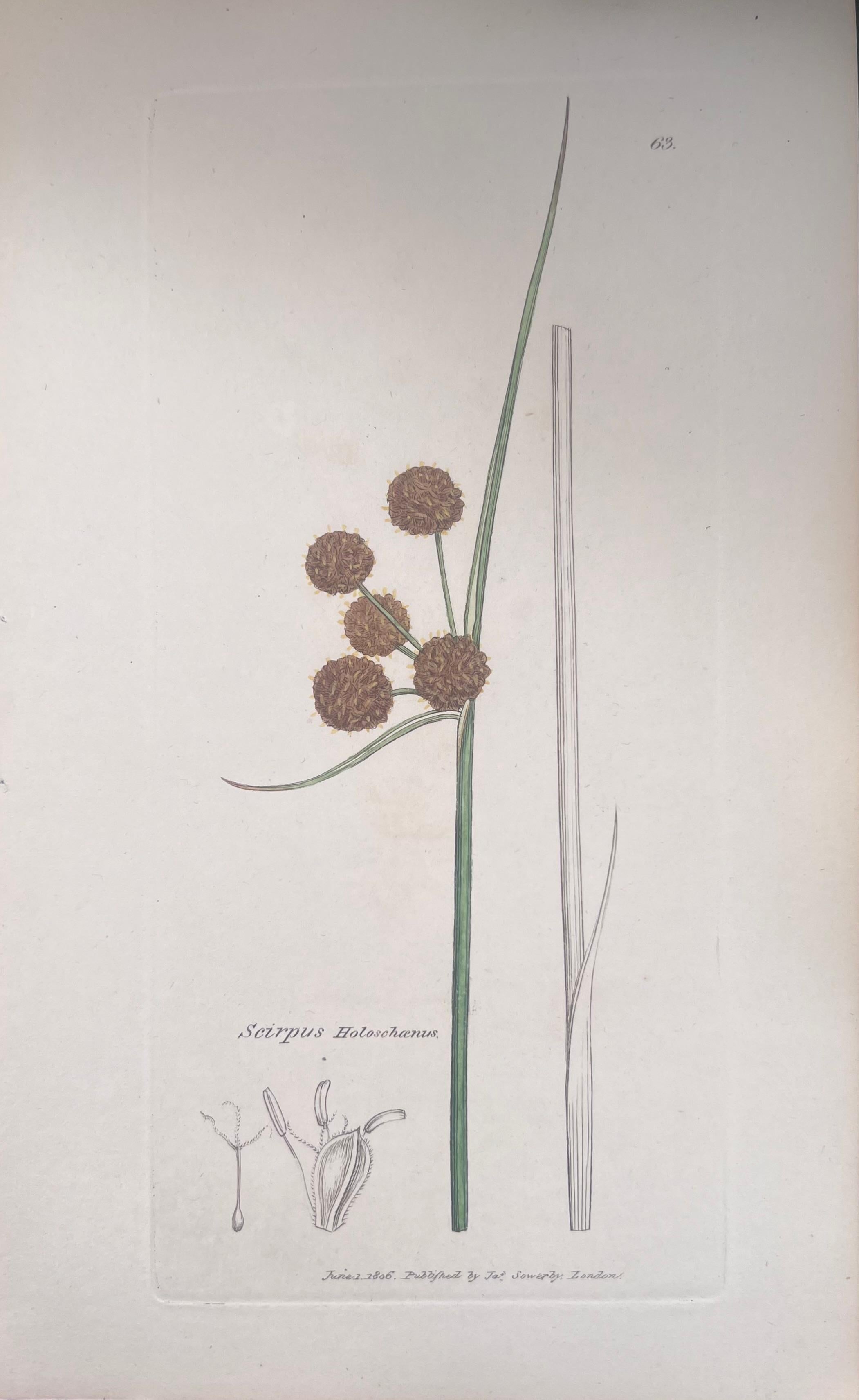 Set of Six Fine Antique British Hand Coloured Botanical Prints, circa 1900's For Sale 3