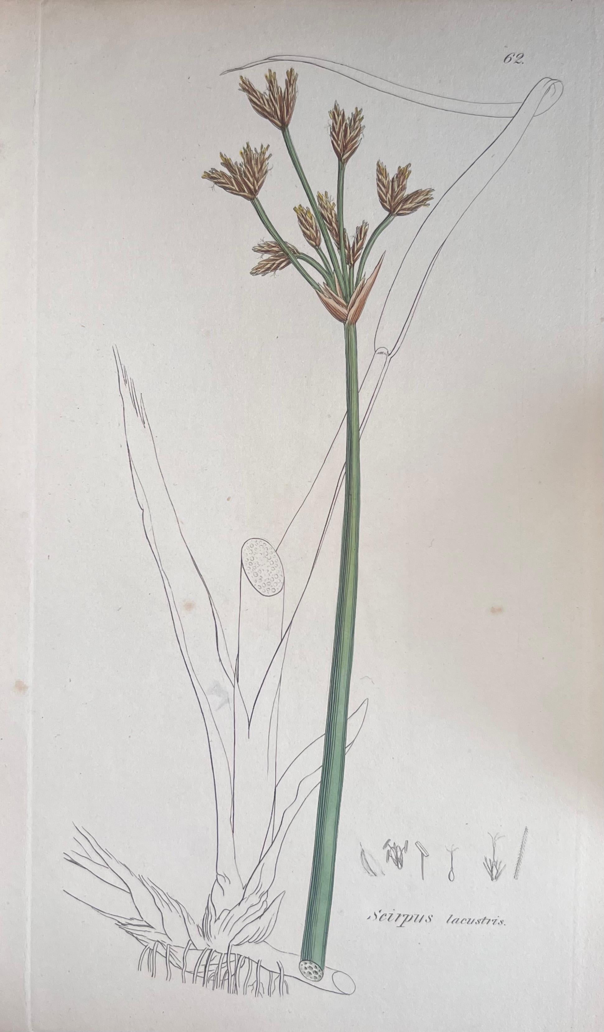 Set of Six Fine Antique British Hand Coloured Botanical Prints, circa 1900's For Sale 3