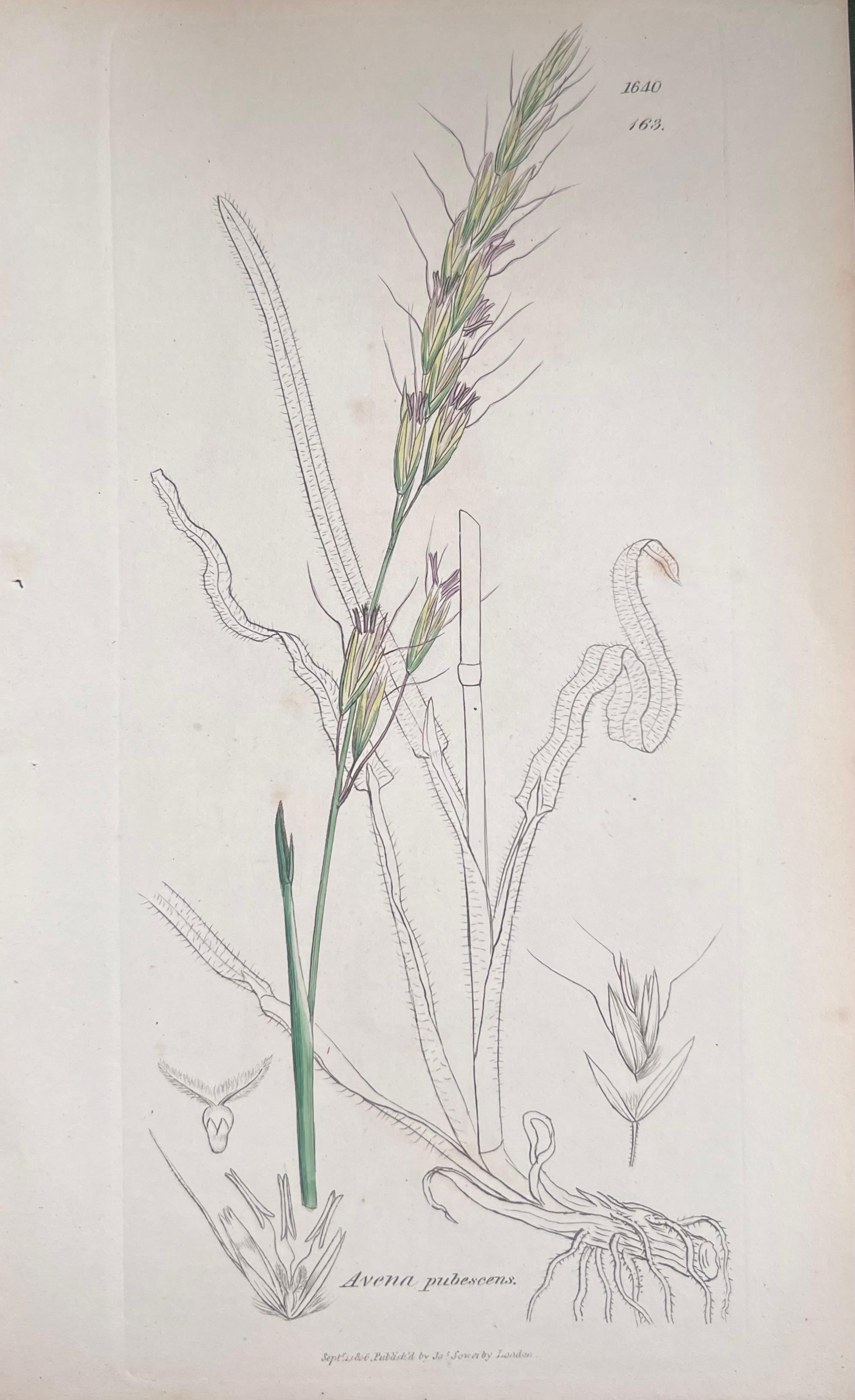 Set of Six Fine Antique British Hand Coloured Botanical Prints, circa 1900's For Sale 3