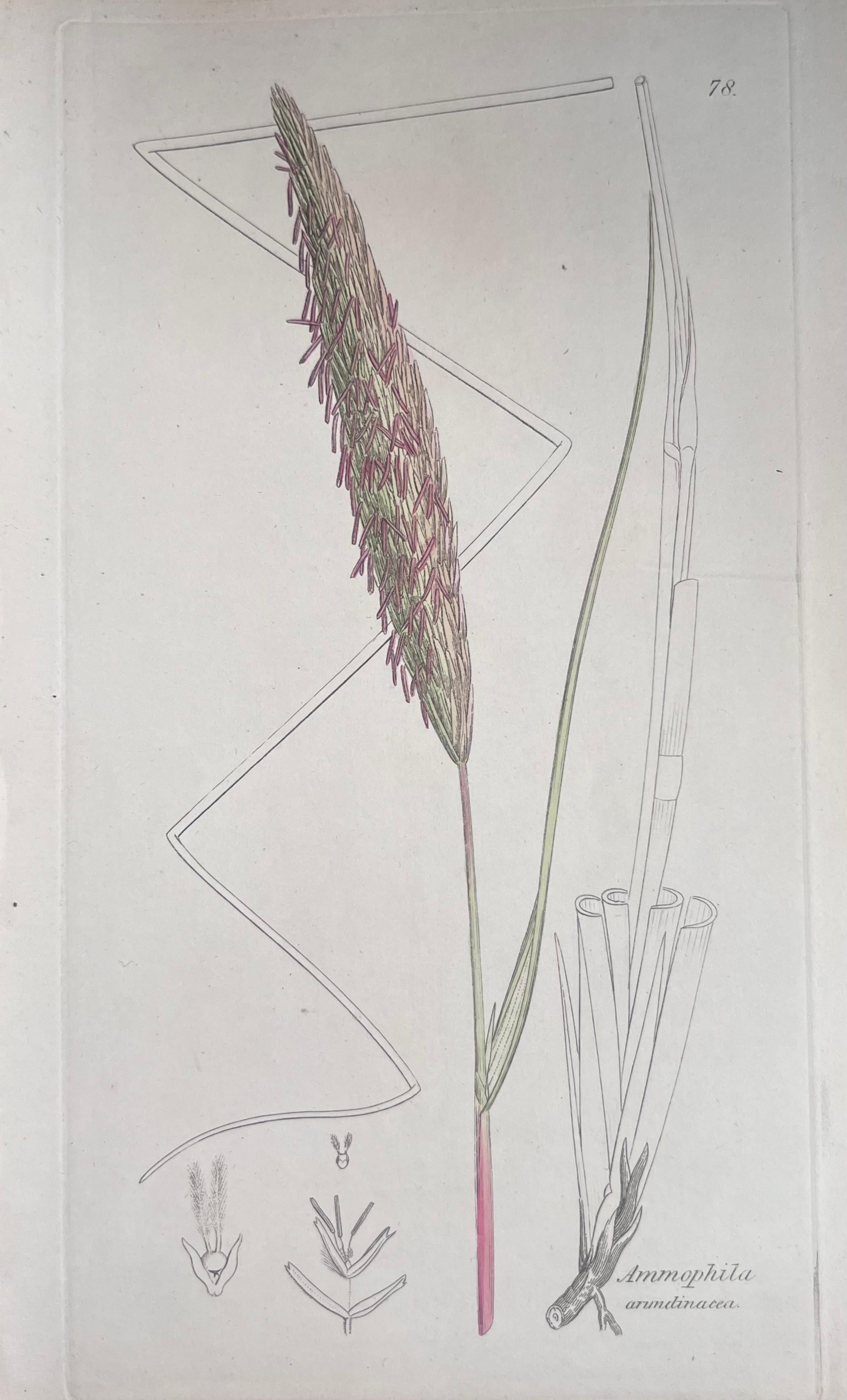 Set of Six Fine Antique British Hand Coloured Botanical Prints, circa 1900's For Sale 3