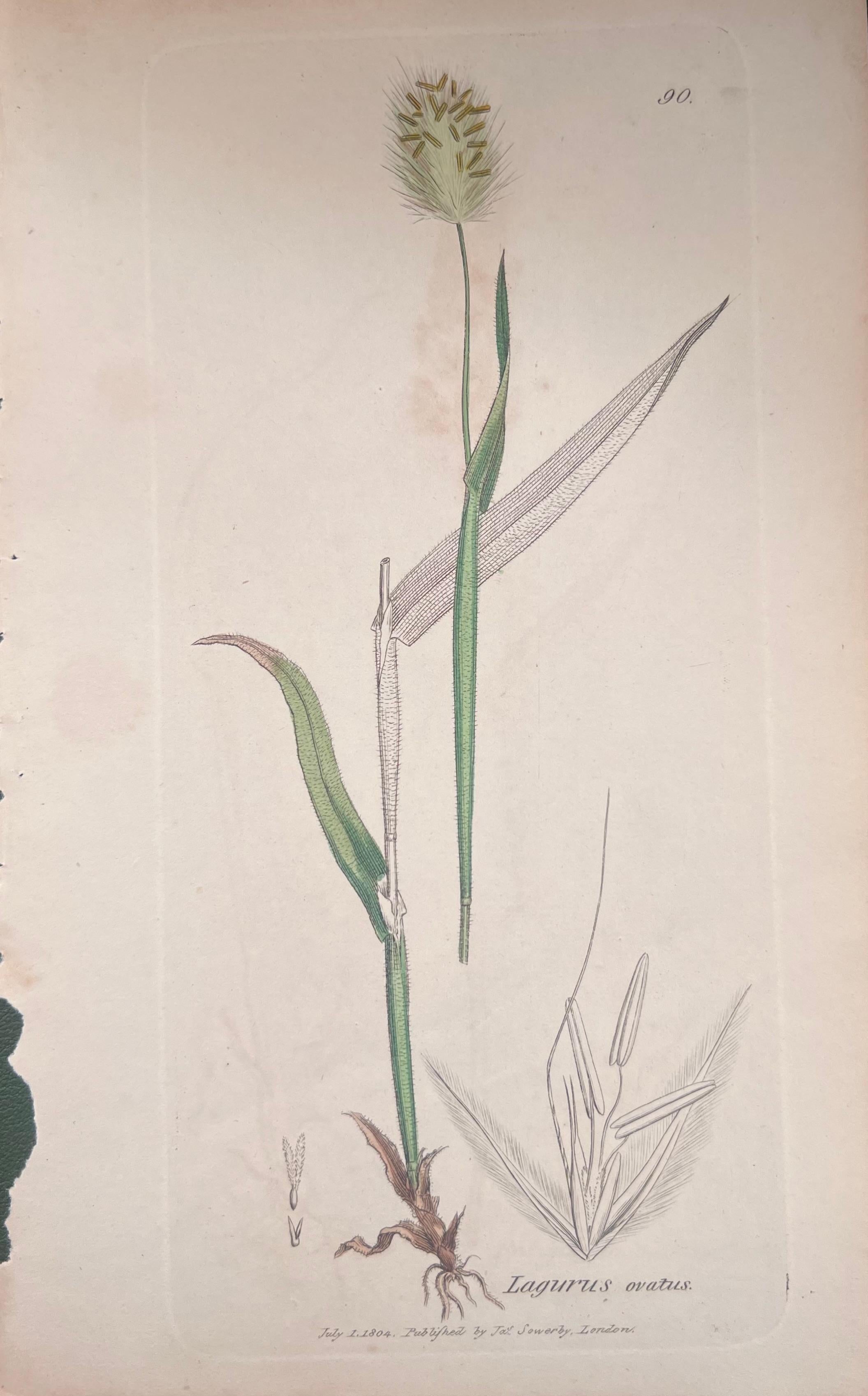 Set of Six Fine Antique British Hand Coloured Botanical Prints, circa 1900's For Sale 3