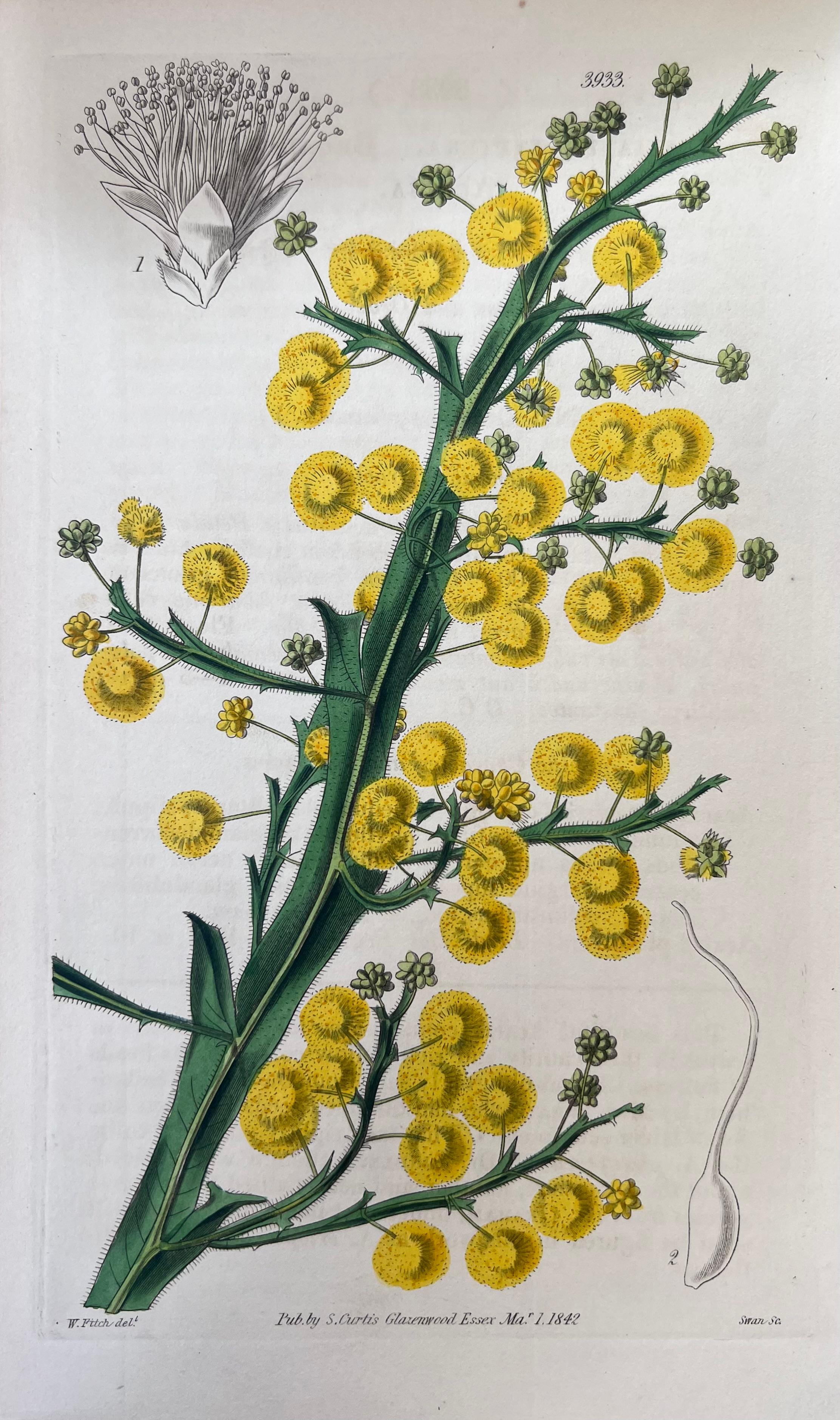 Set of Six Fine Antique British Hand Coloured Botanical Prints, circa 1900's For Sale 3