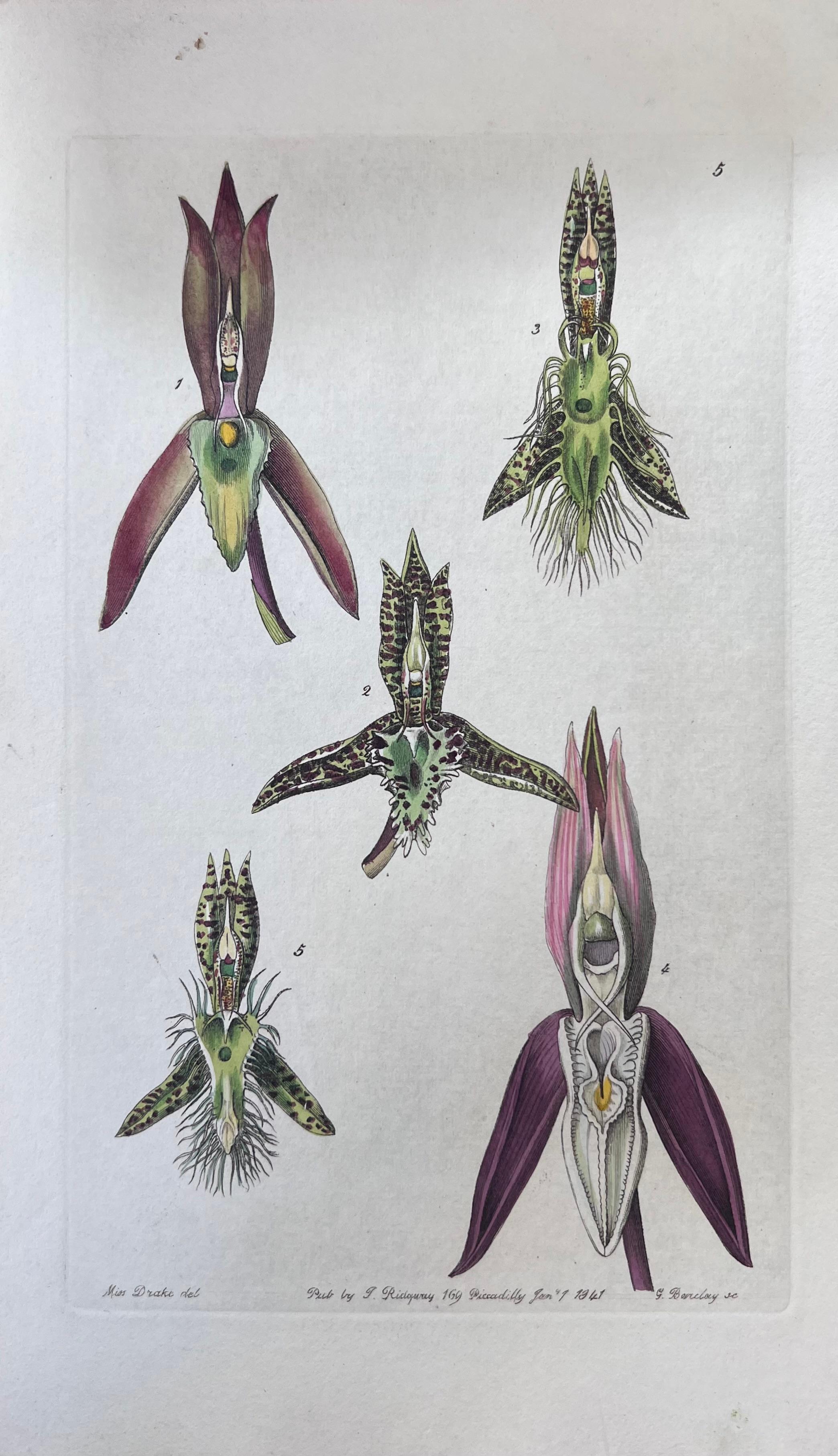 Set of Six Fine Antique British Hand Coloured Botanical Prints, circa 1900's For Sale 3