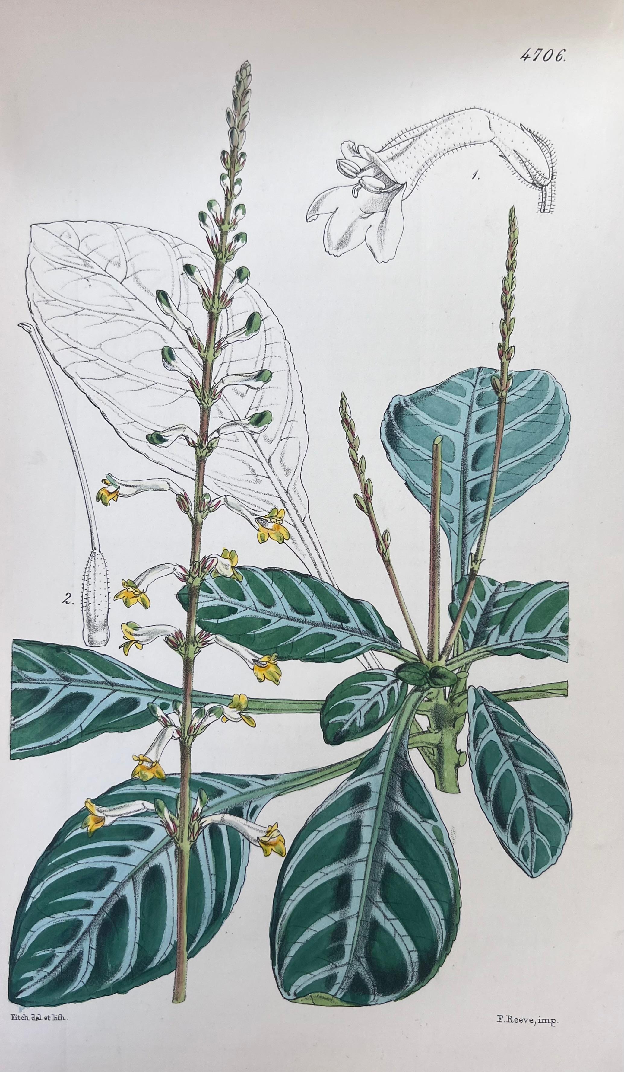 Set of Six Fine Antique British Hand Coloured Botanical Prints, circa 1900's For Sale 3