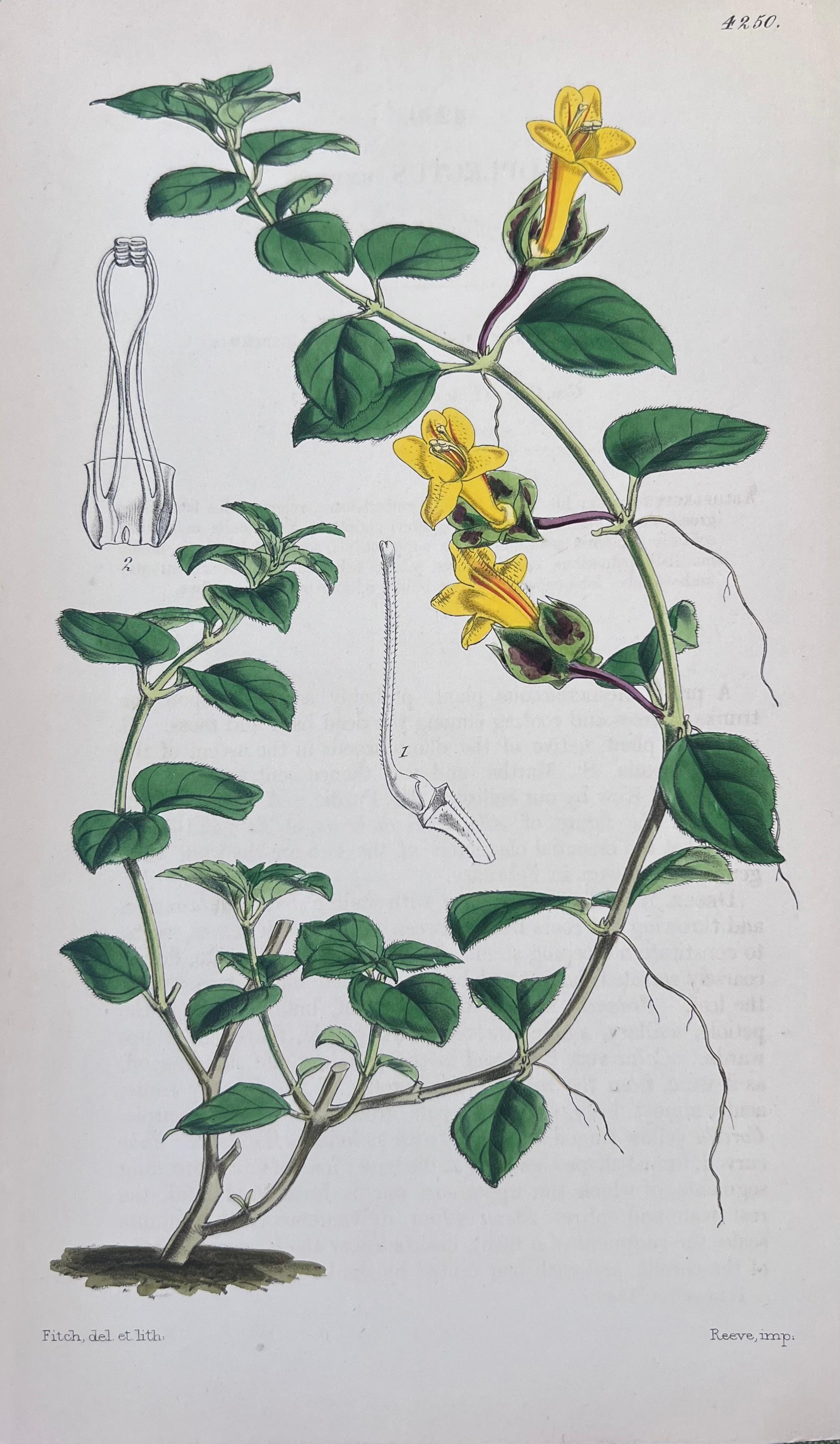 Set of Six Fine Antique British Hand Coloured Botanical Prints, circa 1900's For Sale 3