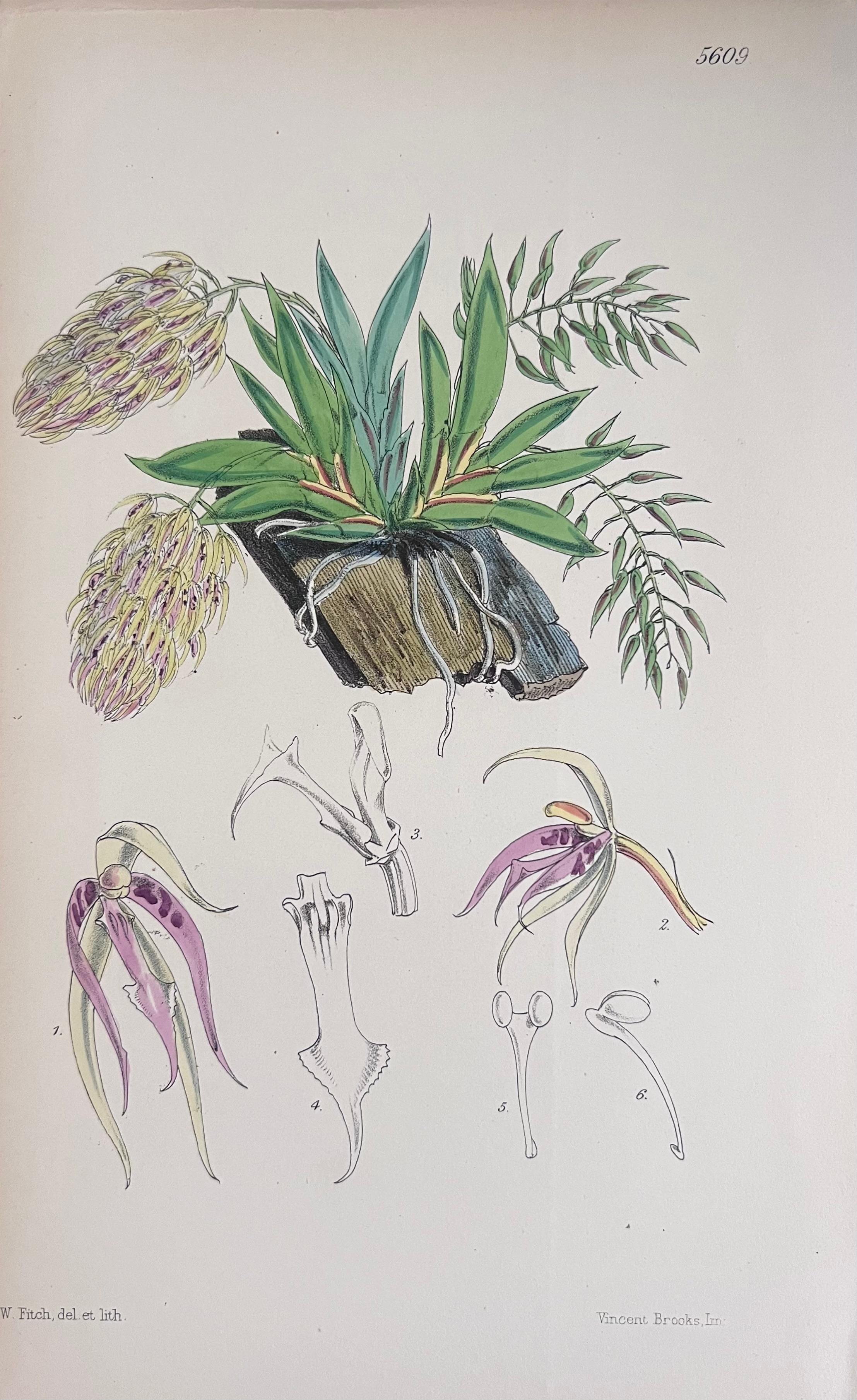Satz von sechs feinen antiken britischen handkolorierten botanischen Drucken, um 1900 im Angebot 1