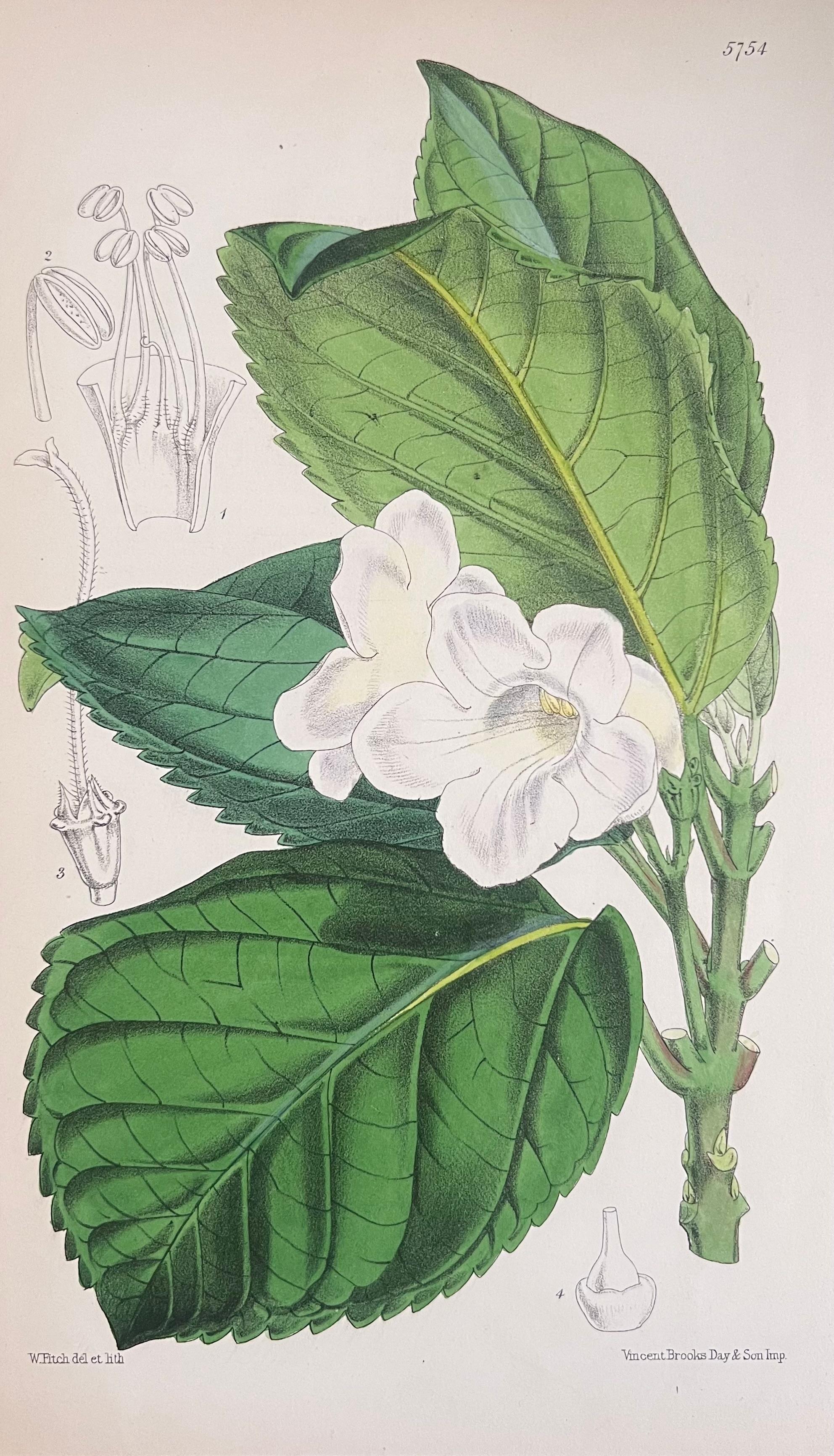 Set of Six Fine Antique British Hand Coloured Botanical Prints, circa 1900's For Sale 3