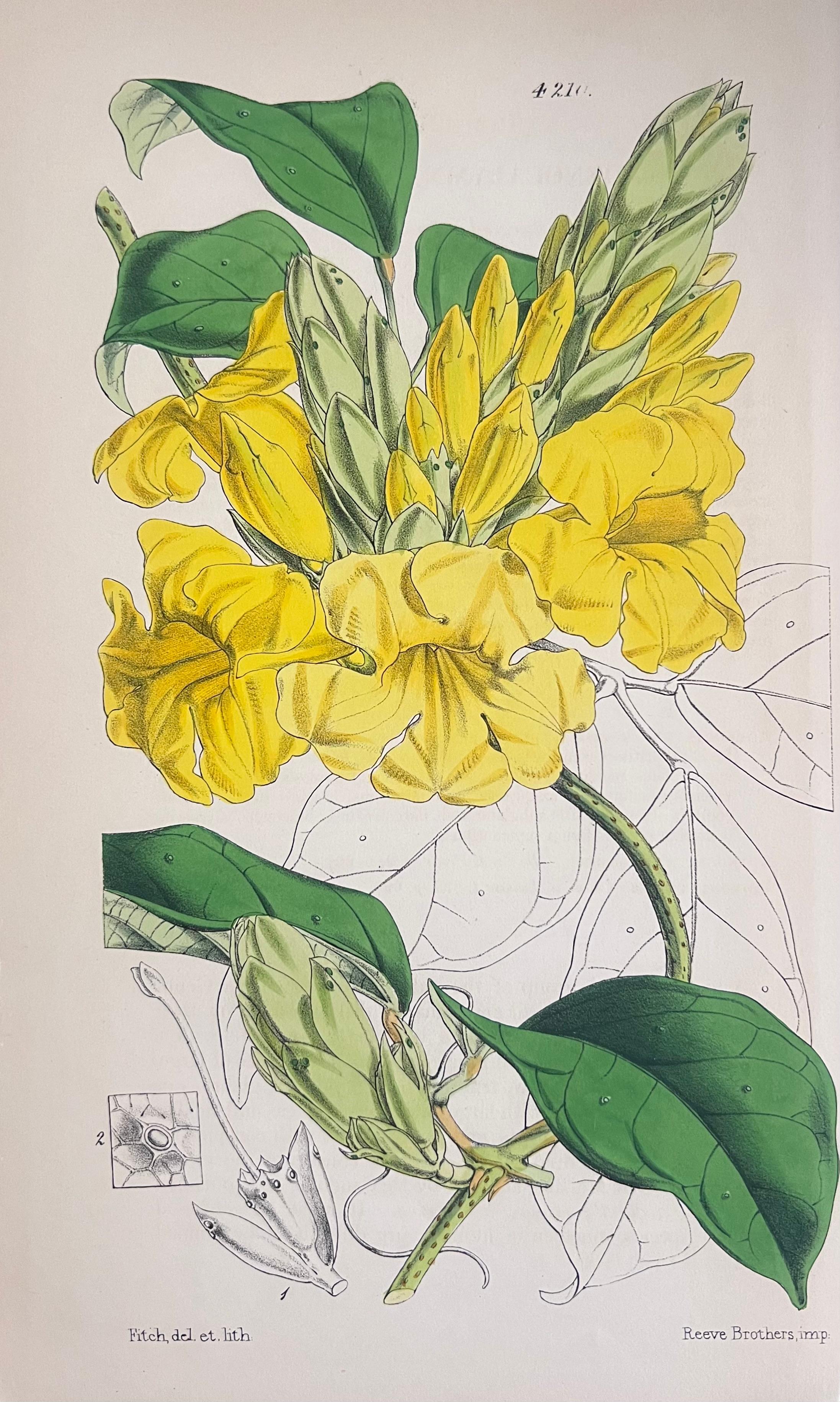 Set of Six Fine Antique British Hand Coloured Botanical Prints, circa 1900's For Sale 3