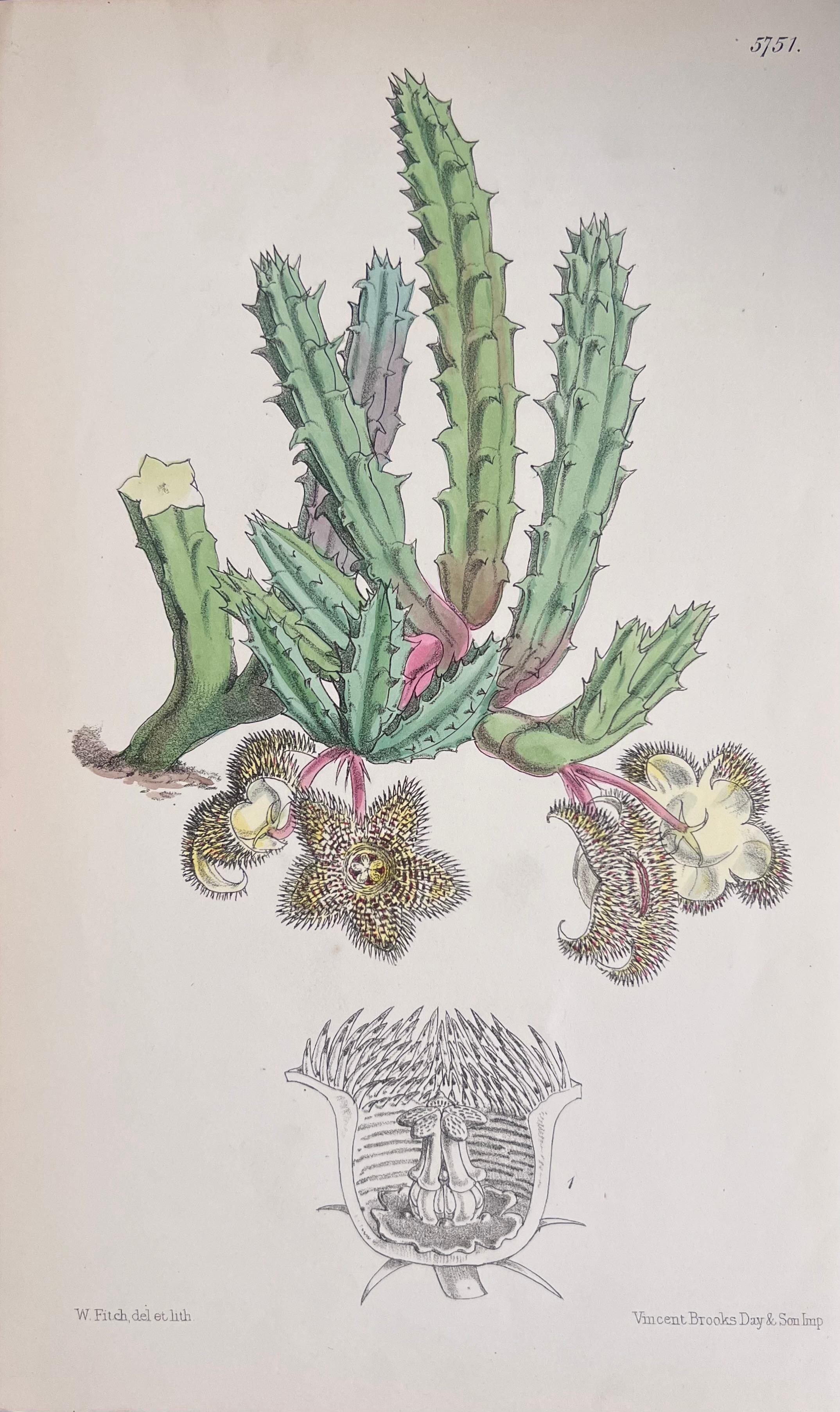 Set of Six Fine Antique British Hand Coloured Botanical Prints, circa 1900's For Sale 3