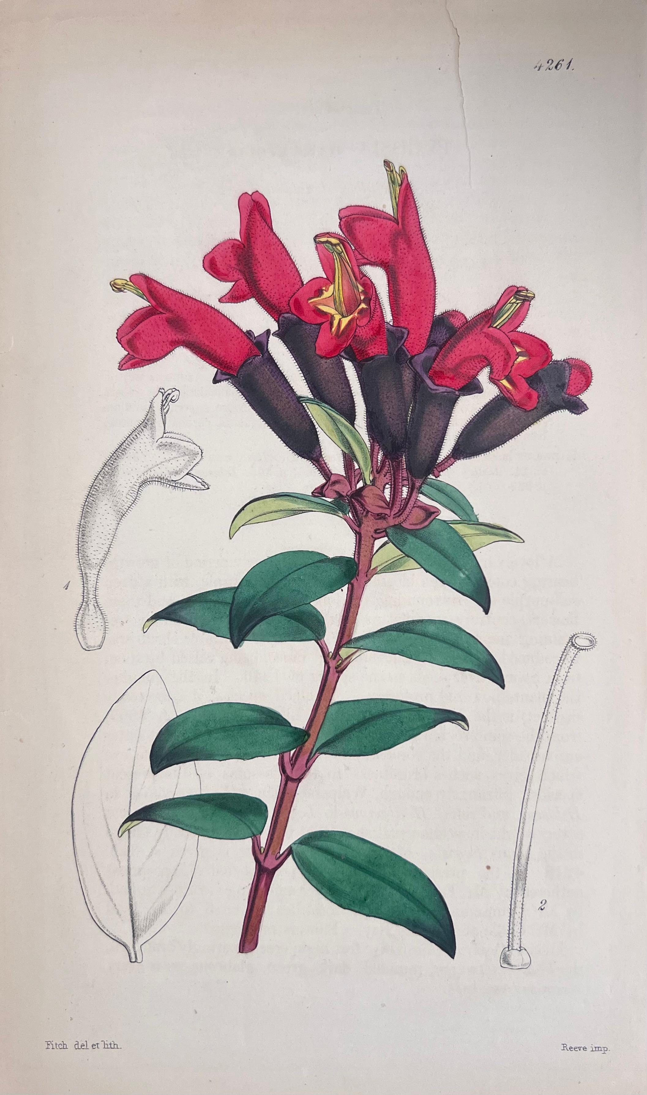 Set of Six Fine Antique British Hand Coloured Botanical Prints, circa 1900's For Sale 3