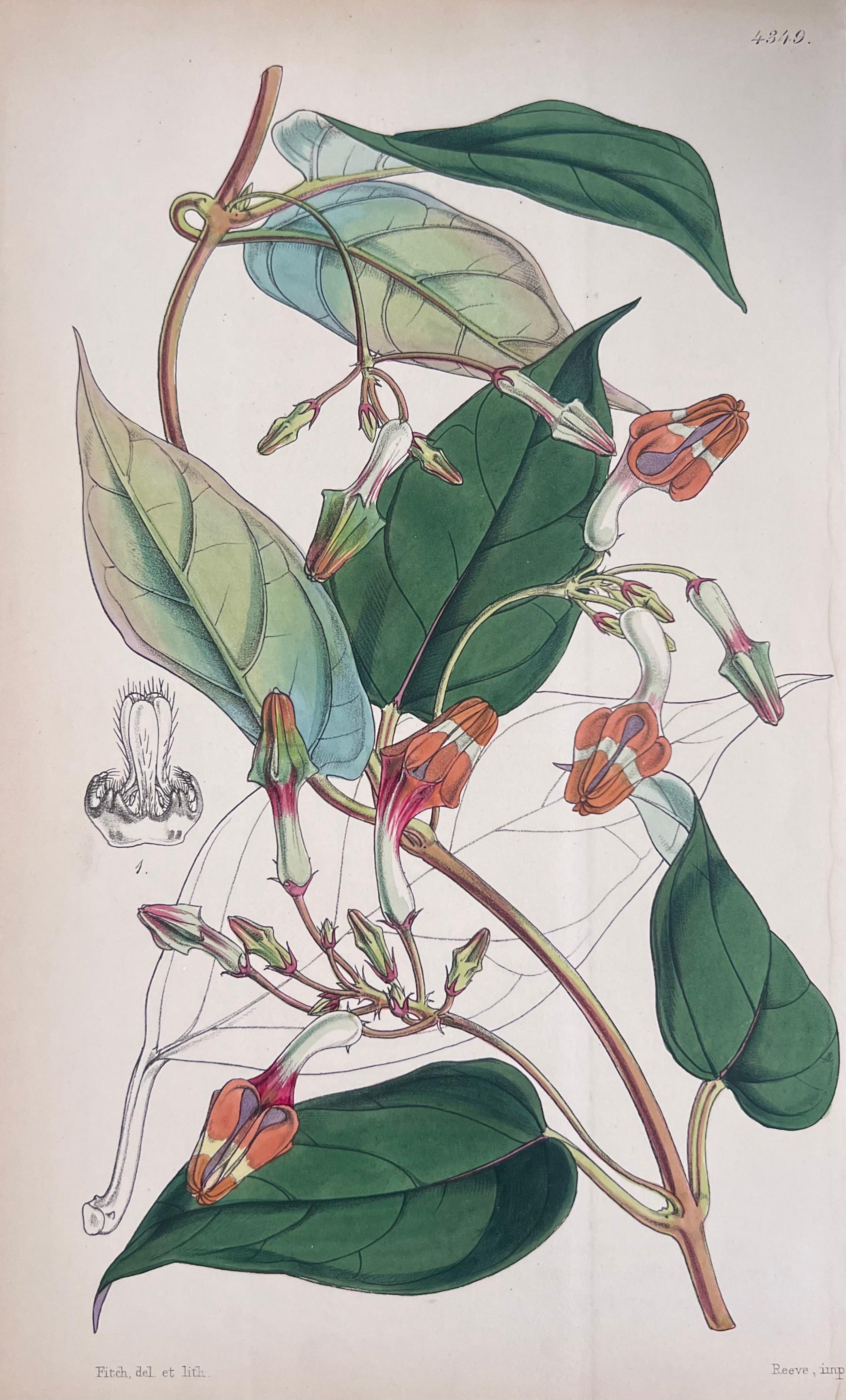 Set of Six Fine Antique British Hand Coloured Botanical Prints, circa 1900's For Sale 3