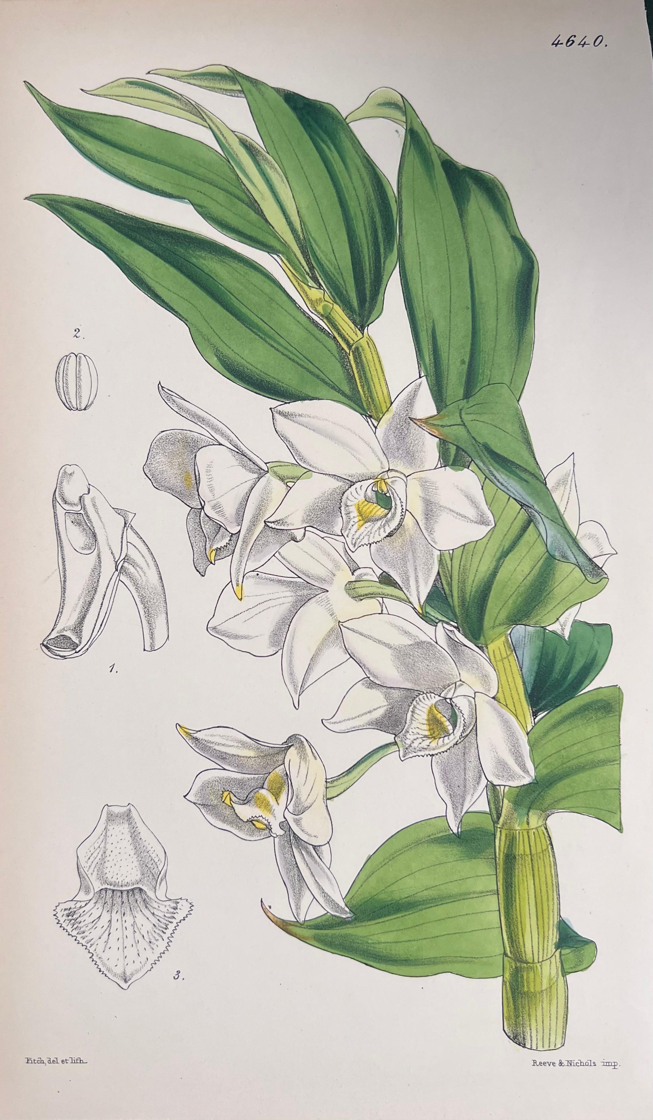 Set of Six Fine Antique British Hand Coloured Botanical Prints, circa 1900's For Sale 3