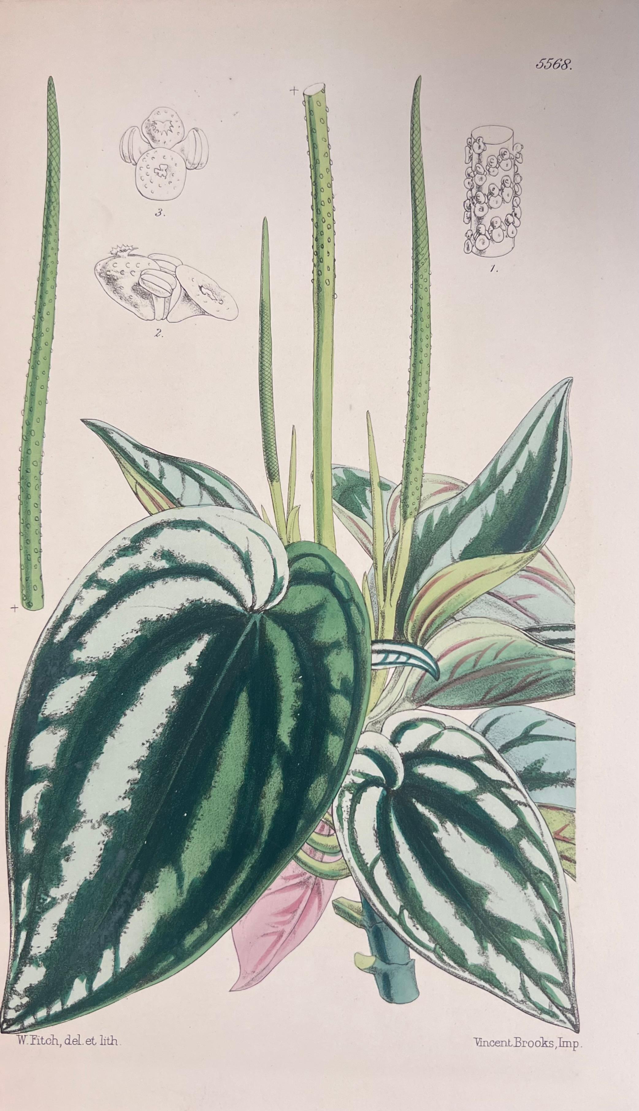 Set of Six Fine Antique British Hand Coloured Botanical Prints, circa 1900's For Sale 3