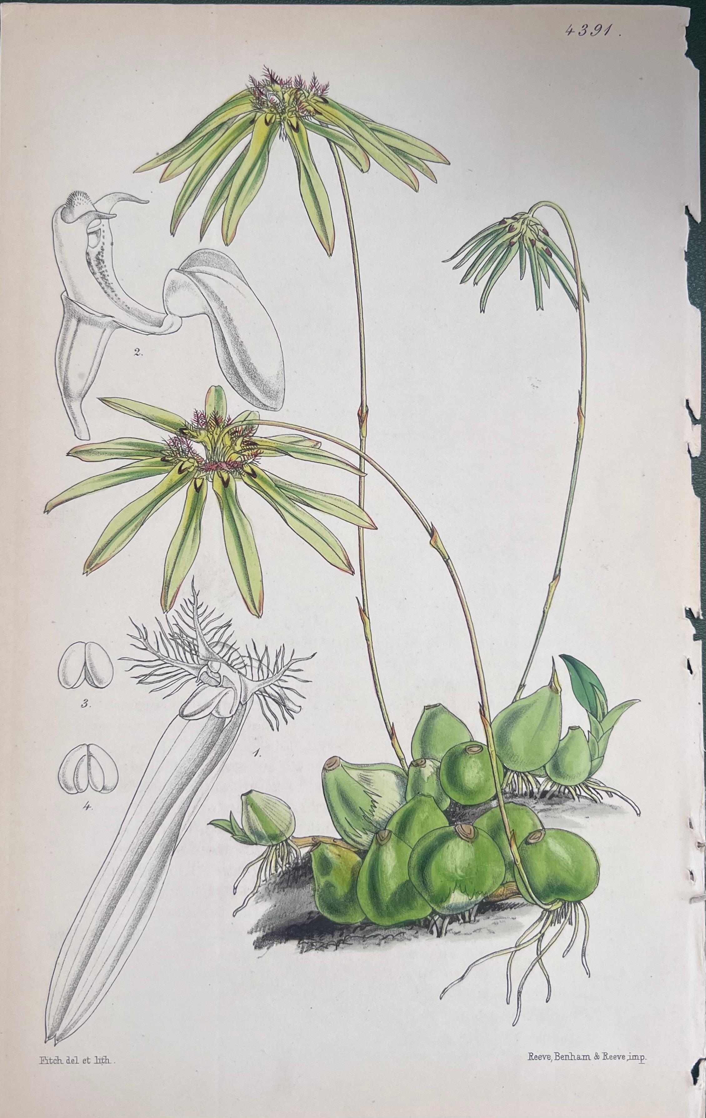Satz von sechs feinen antiken britischen handkolorierten botanischen Drucken, um 1900 im Angebot 3
