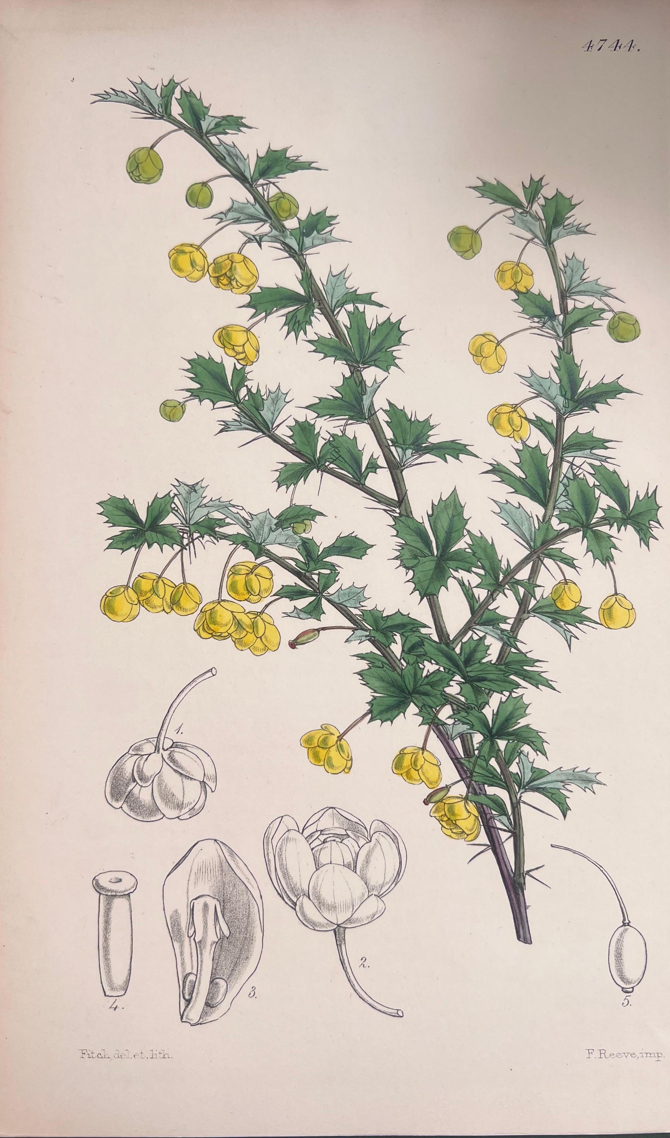 Satz von sechs feinen antiken britischen handkolorierten botanischen Drucken, um 1900 im Angebot 1