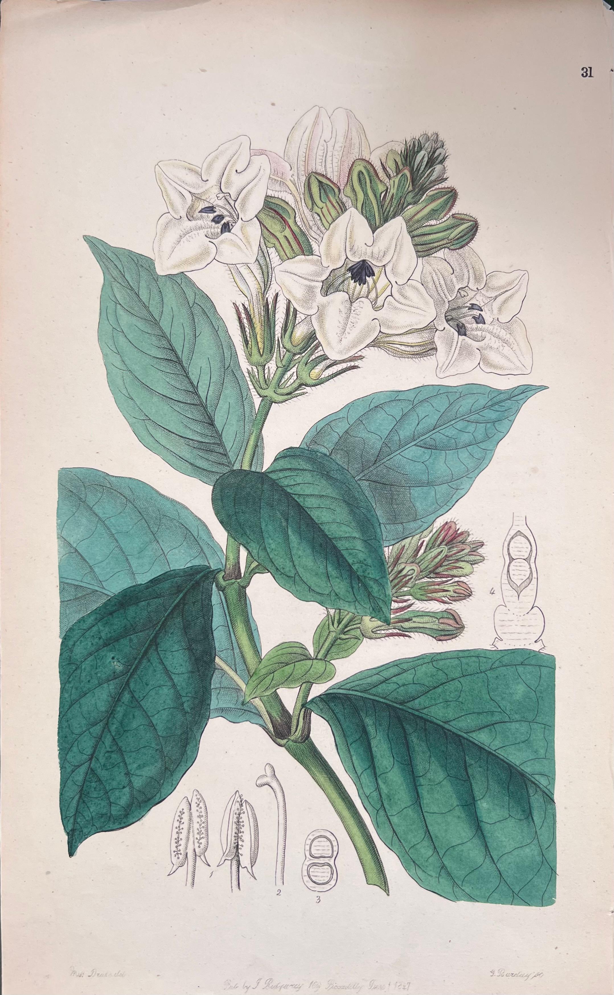 Satz von sechs feinen antiken britischen handkolorierten botanischen Drucken, um 1900 im Angebot 1