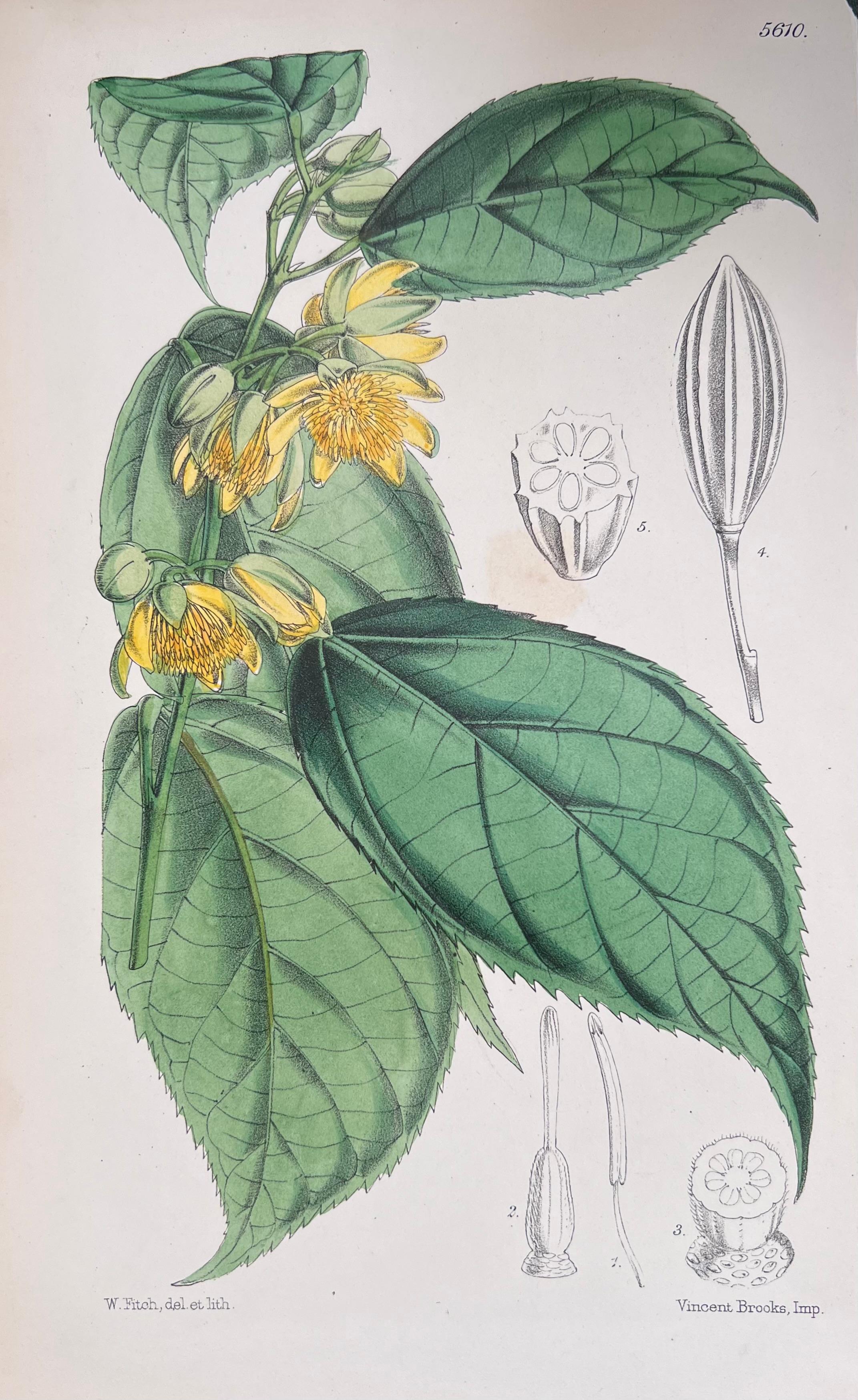 Set of Six Fine Antique British Hand Coloured Botanical Prints, circa 1900's For Sale 3