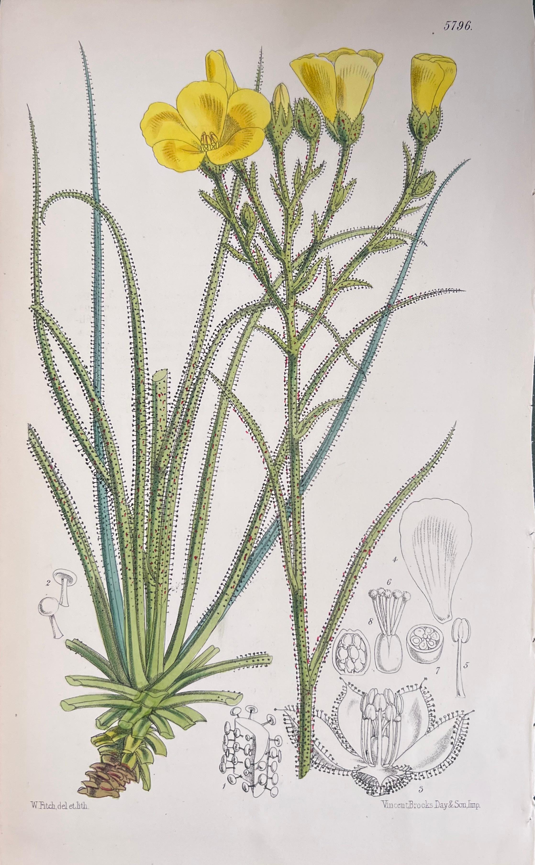 Satz von sechs feinen antiken britischen handkolorierten botanischen Drucken, um 1900 im Angebot 3