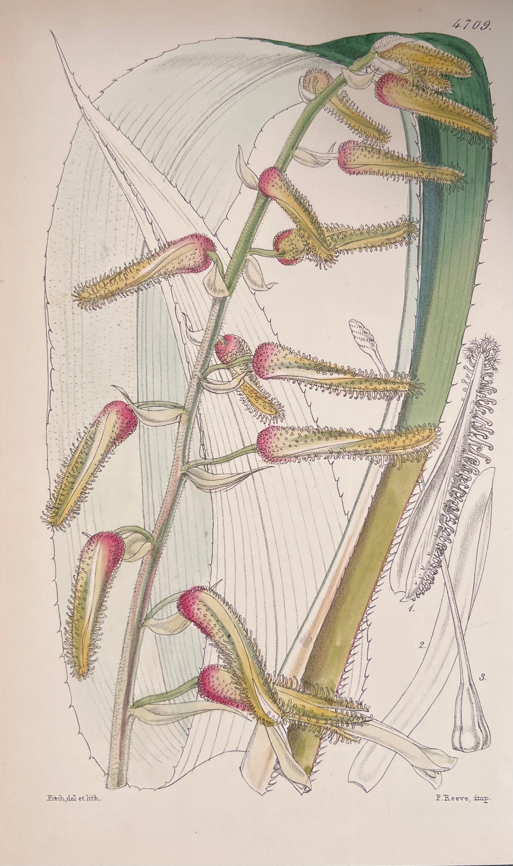 Satz von sechs feinen antiken britischen handkolorierten botanischen Drucken, um 1900 im Angebot 3