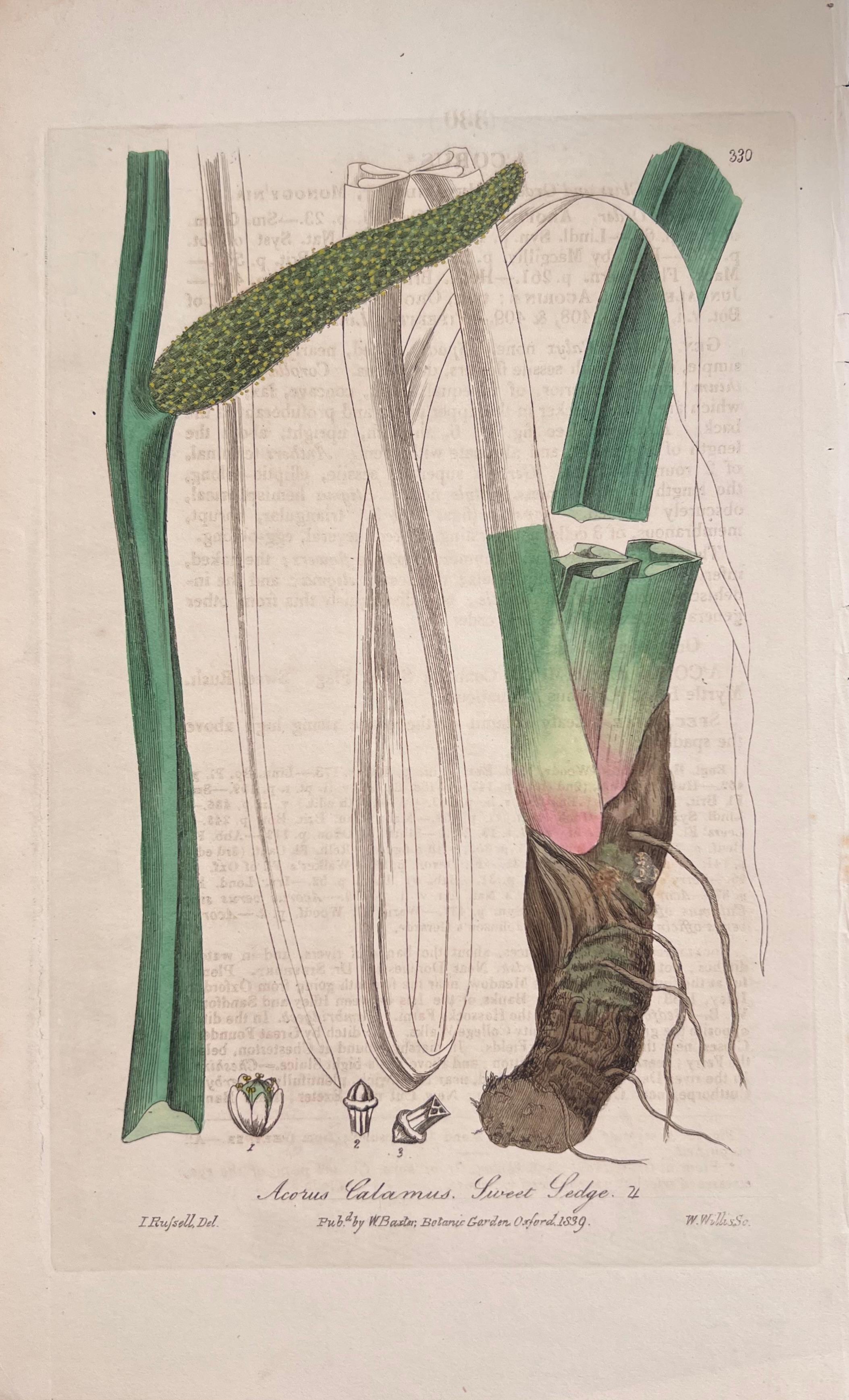 Satz von sechs feinen antiken britischen handkolorierten botanischen Drucken, um 1900 im Angebot 3