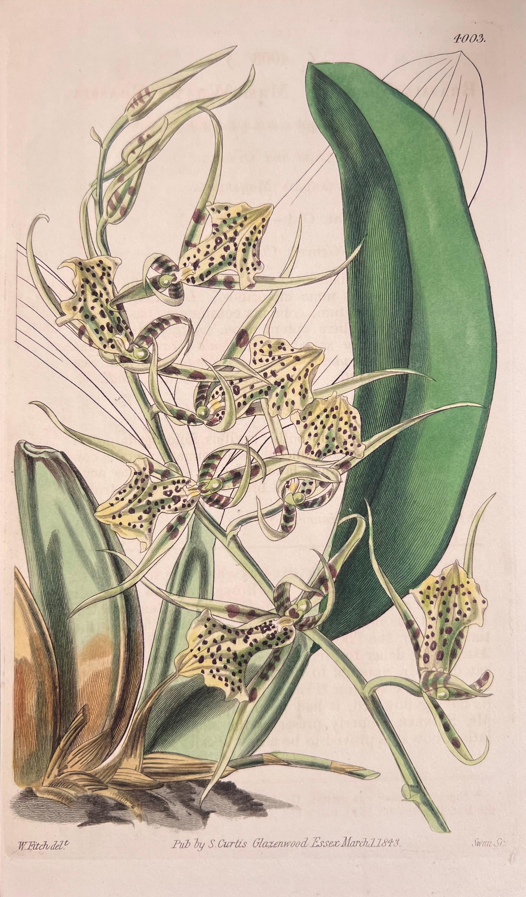 Satz von sechs feinen antiken britischen handkolorierten botanischen Drucken, um 1900 im Angebot 1