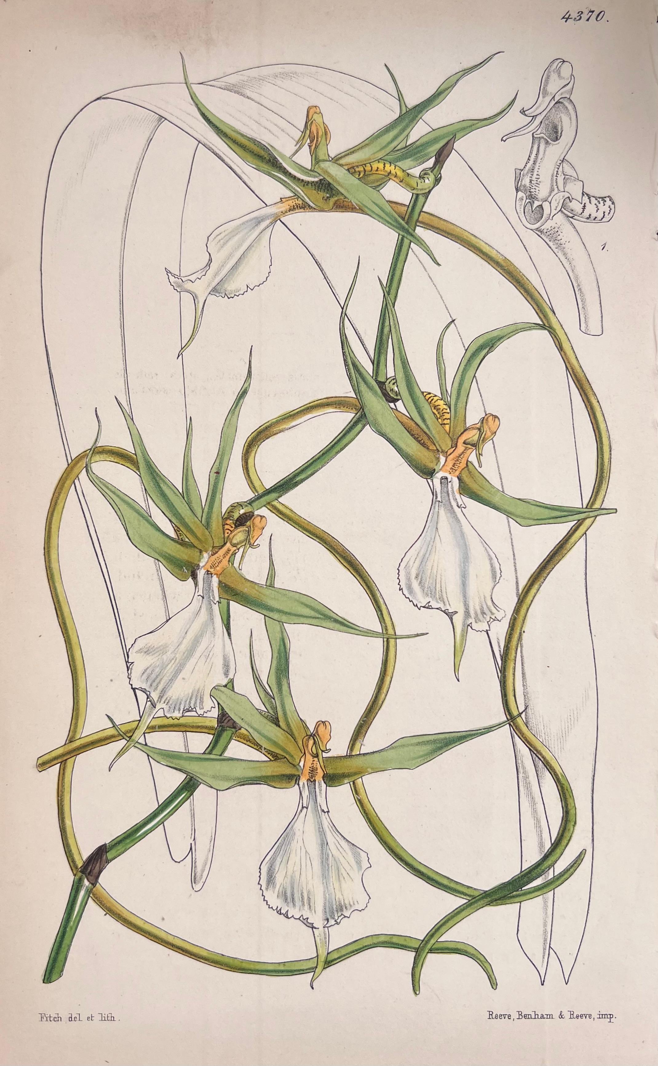 Set of Six Fine Antique British Hand Coloured Botanical Prints, circa 1900's For Sale 3