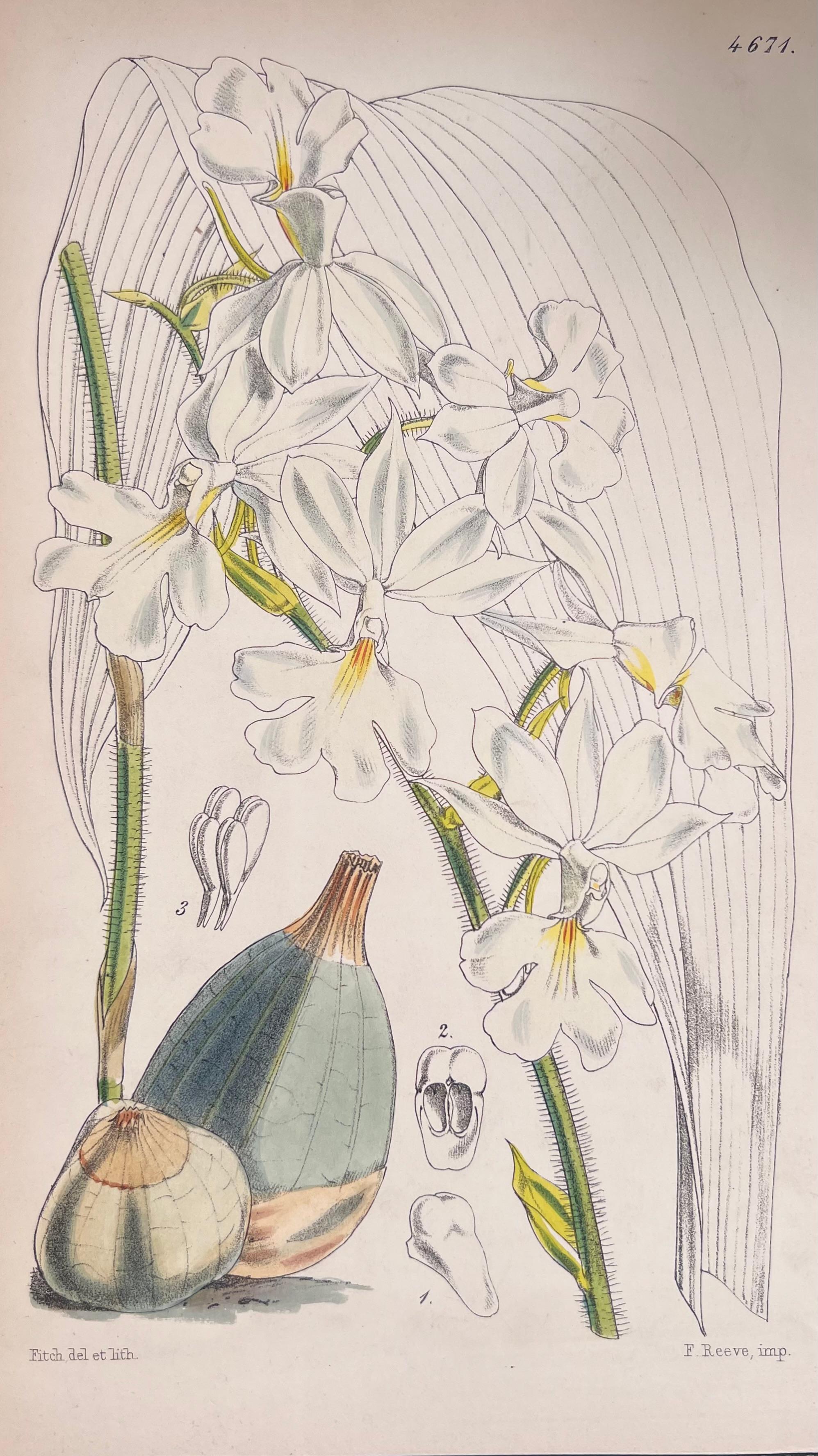 Set of Six Fine Antique British Hand Coloured Botanical Prints, circa 1900's For Sale 3