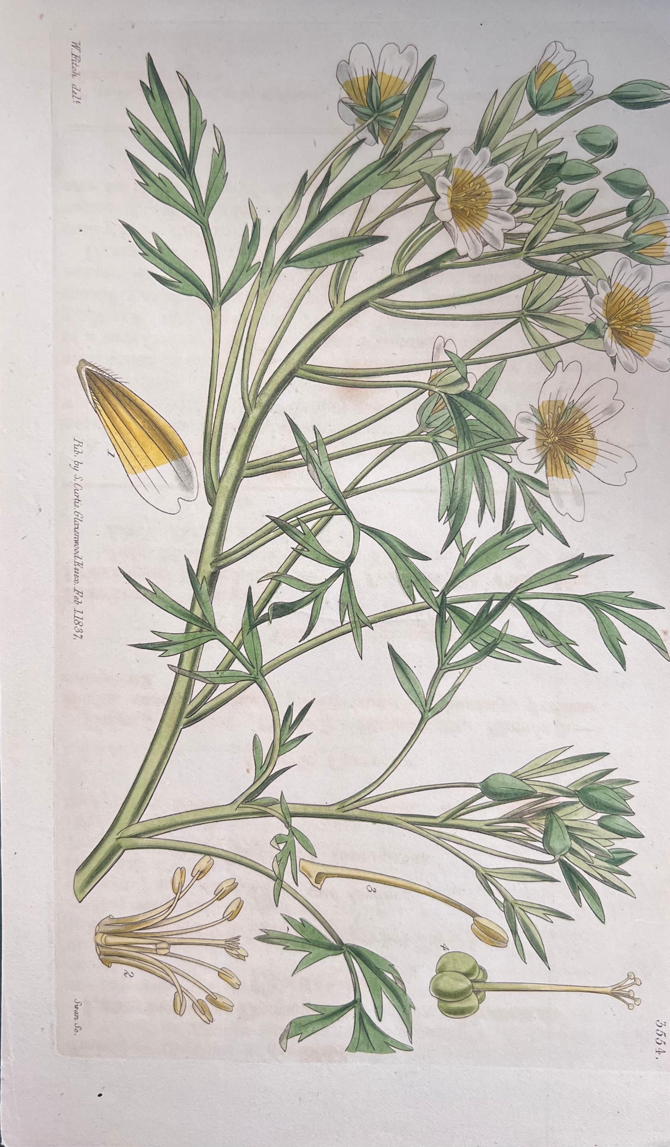 Set of Six Fine Antique British Hand Coloured Botanical Prints, circa 1900's For Sale 3