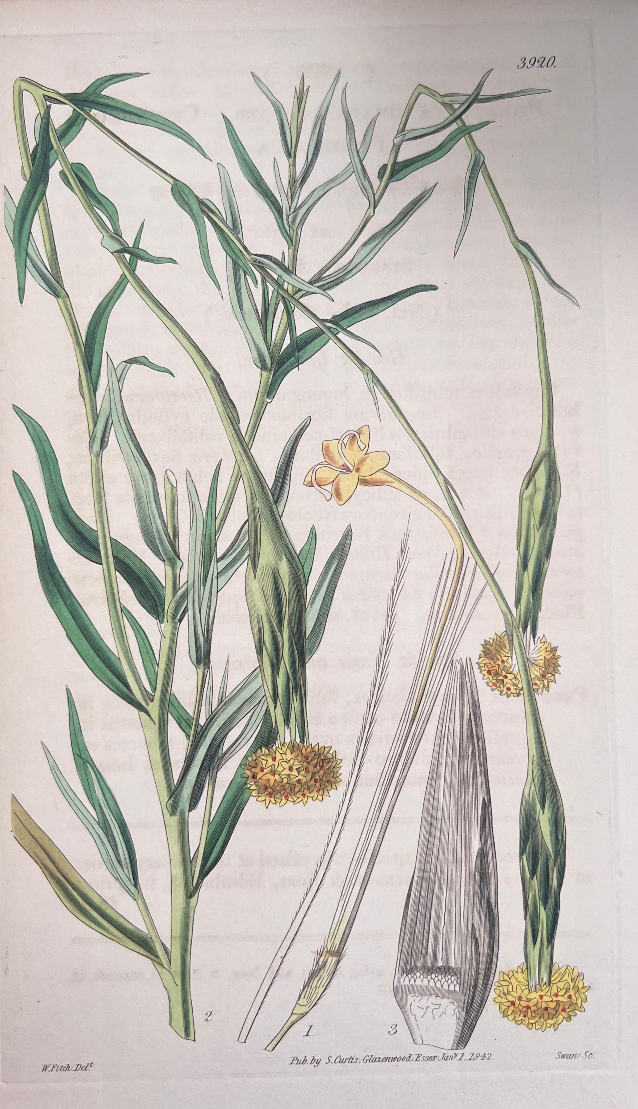 Set of Six Fine Antique British Hand Coloured Botanical Prints, circa 1900's For Sale 3