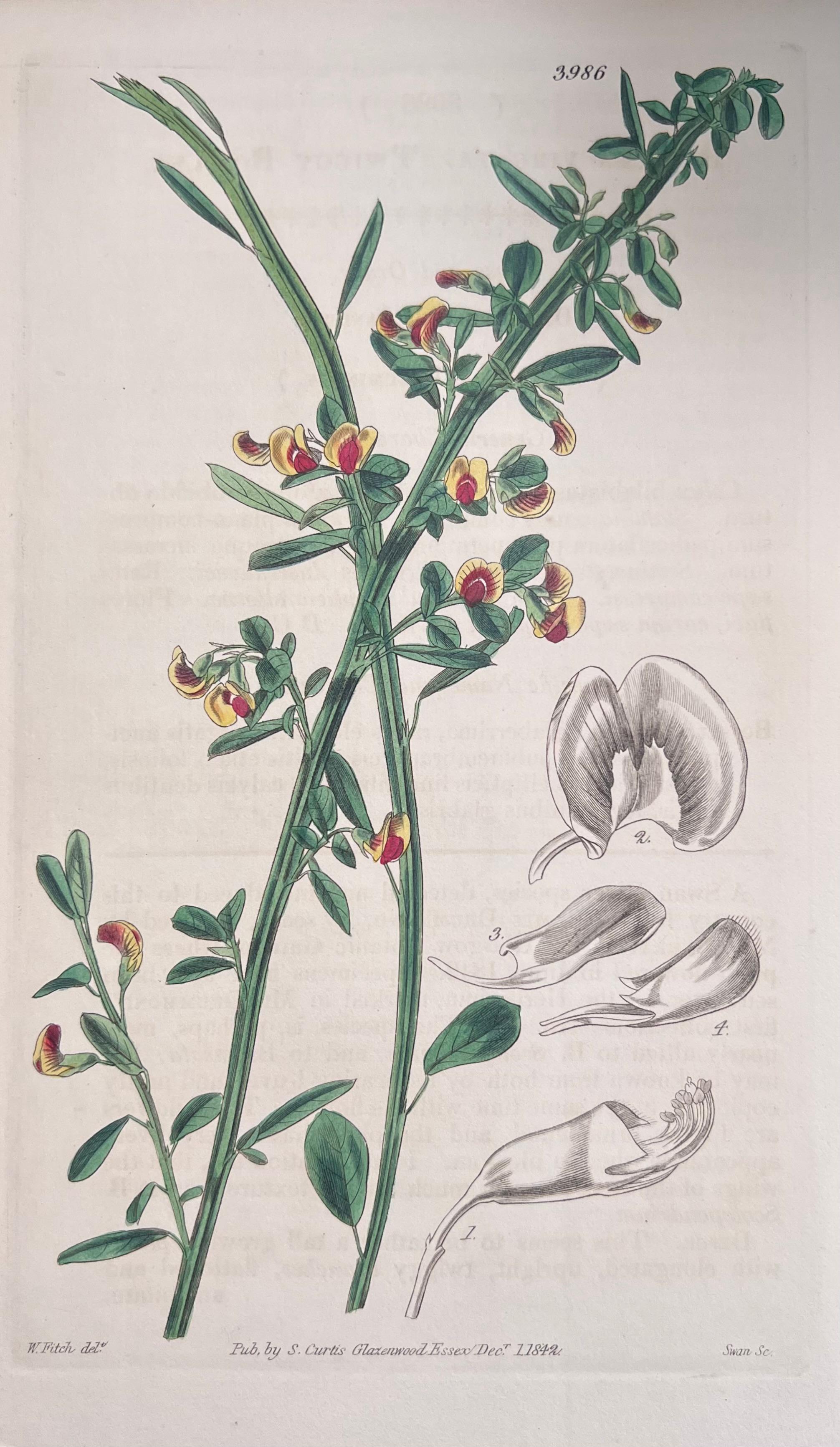 Set of Six Fine Antique British Hand Coloured Botanical Prints, circa 1900's For Sale 3