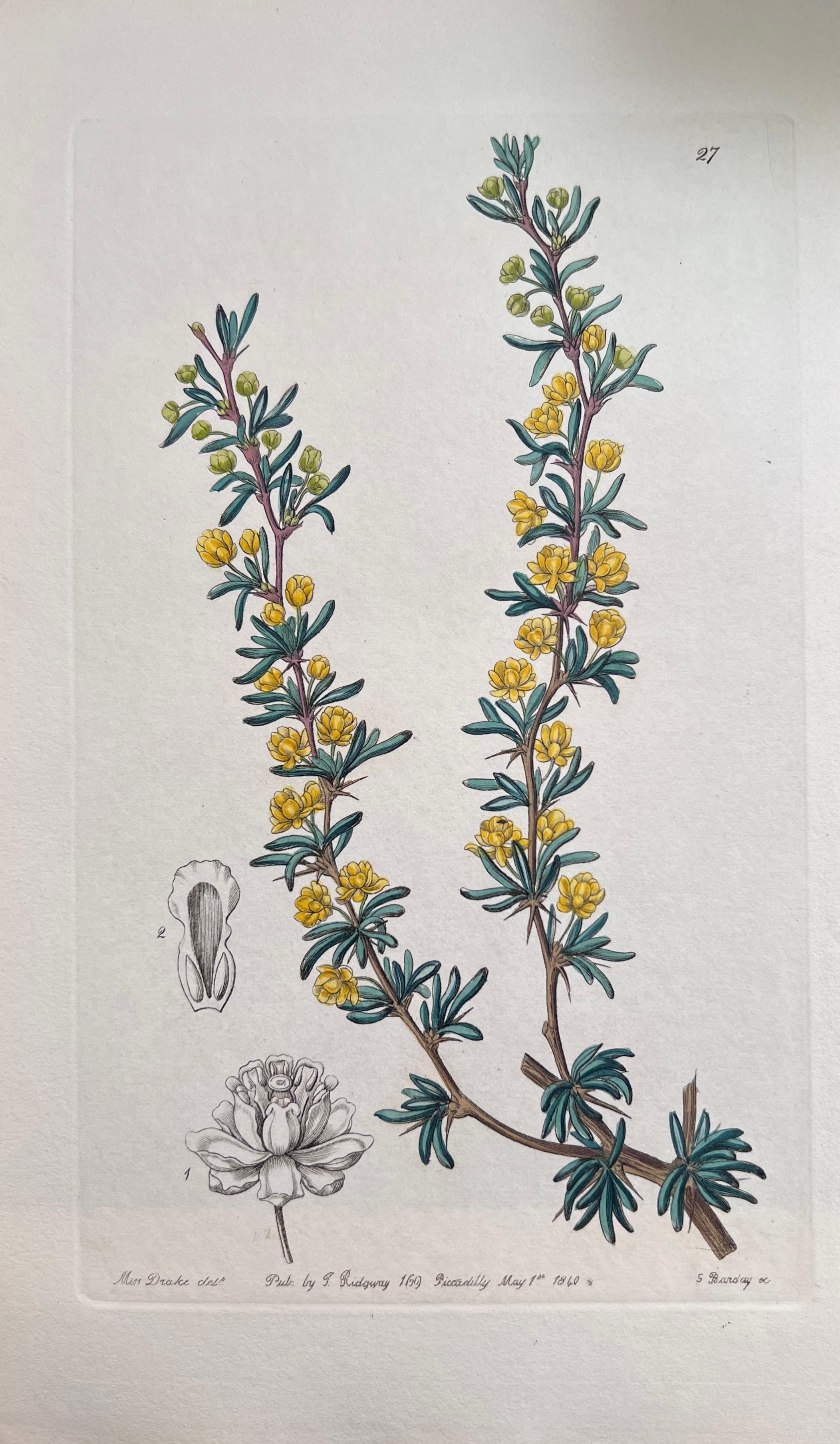 Set of Six Fine Antique British Hand Coloured Botanical Prints, circa 1900's For Sale 3