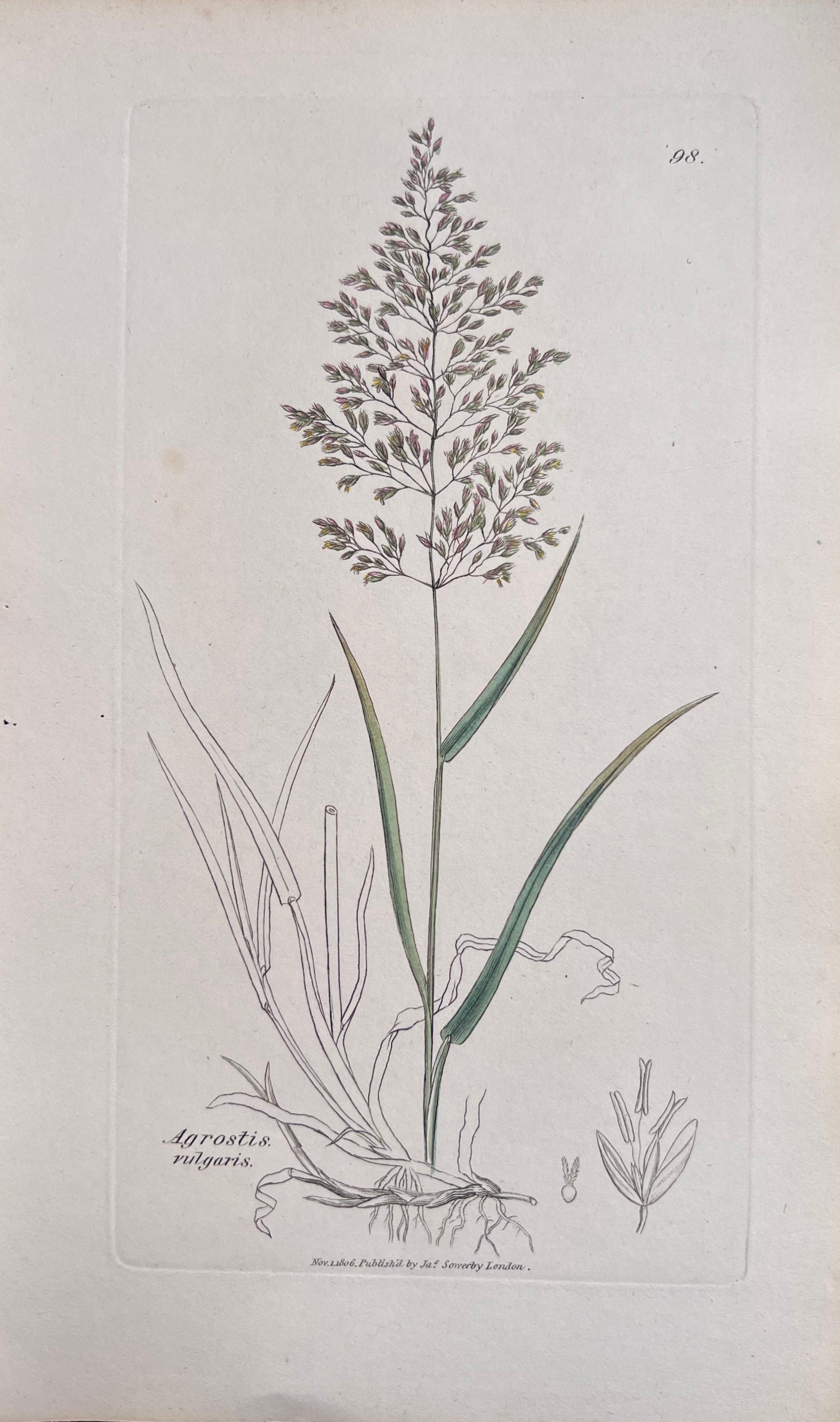 Set of Six Fine Antique British Hand Coloured Botanical Prints, circa 1900's For Sale 3