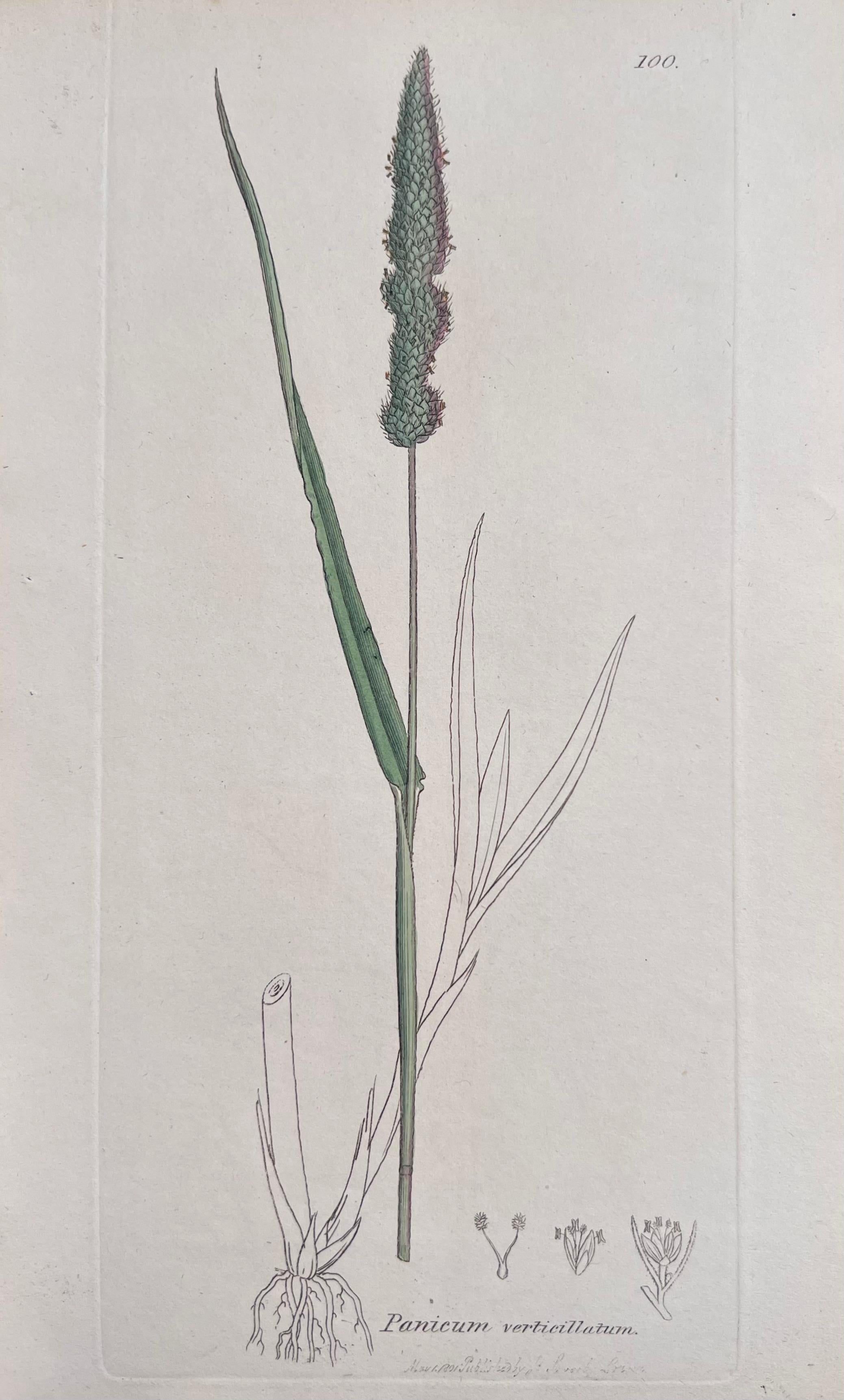 Set of Six Fine Antique British Hand Coloured Botanical Prints, circa 1900's For Sale 3