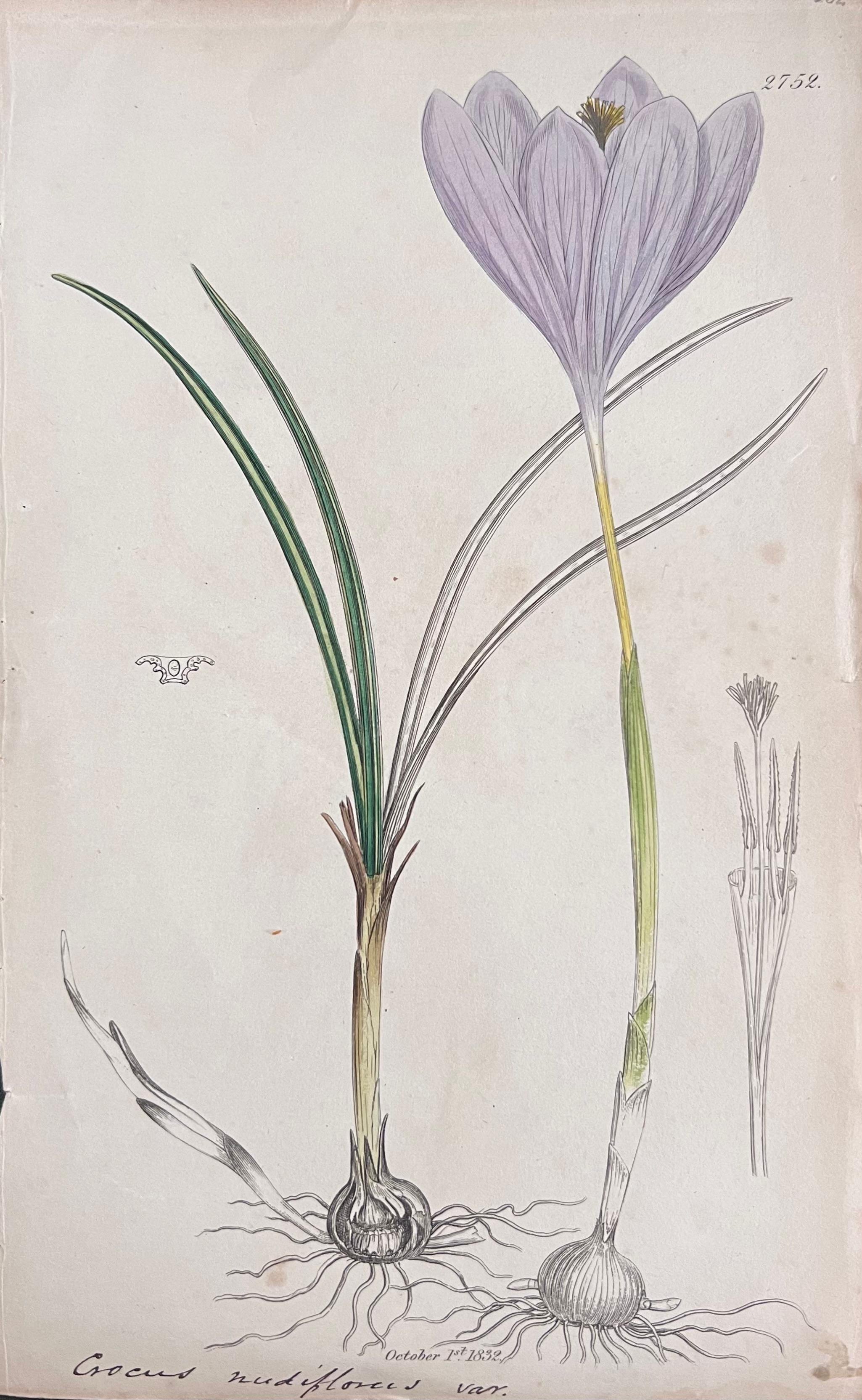 Conjunto de seis finos grabados botánicos británicos antiguos coloreados a mano, alrededor de 1900 en venta 2