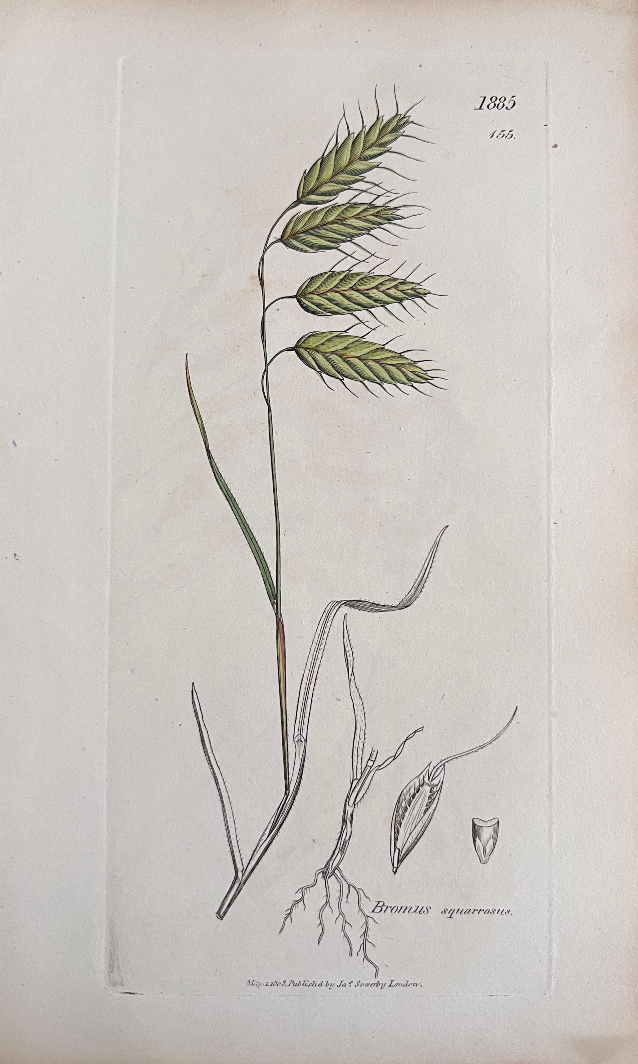 Conjunto de seis finos grabados botánicos británicos antiguos coloreados a mano, alrededor de 1900 en venta 4