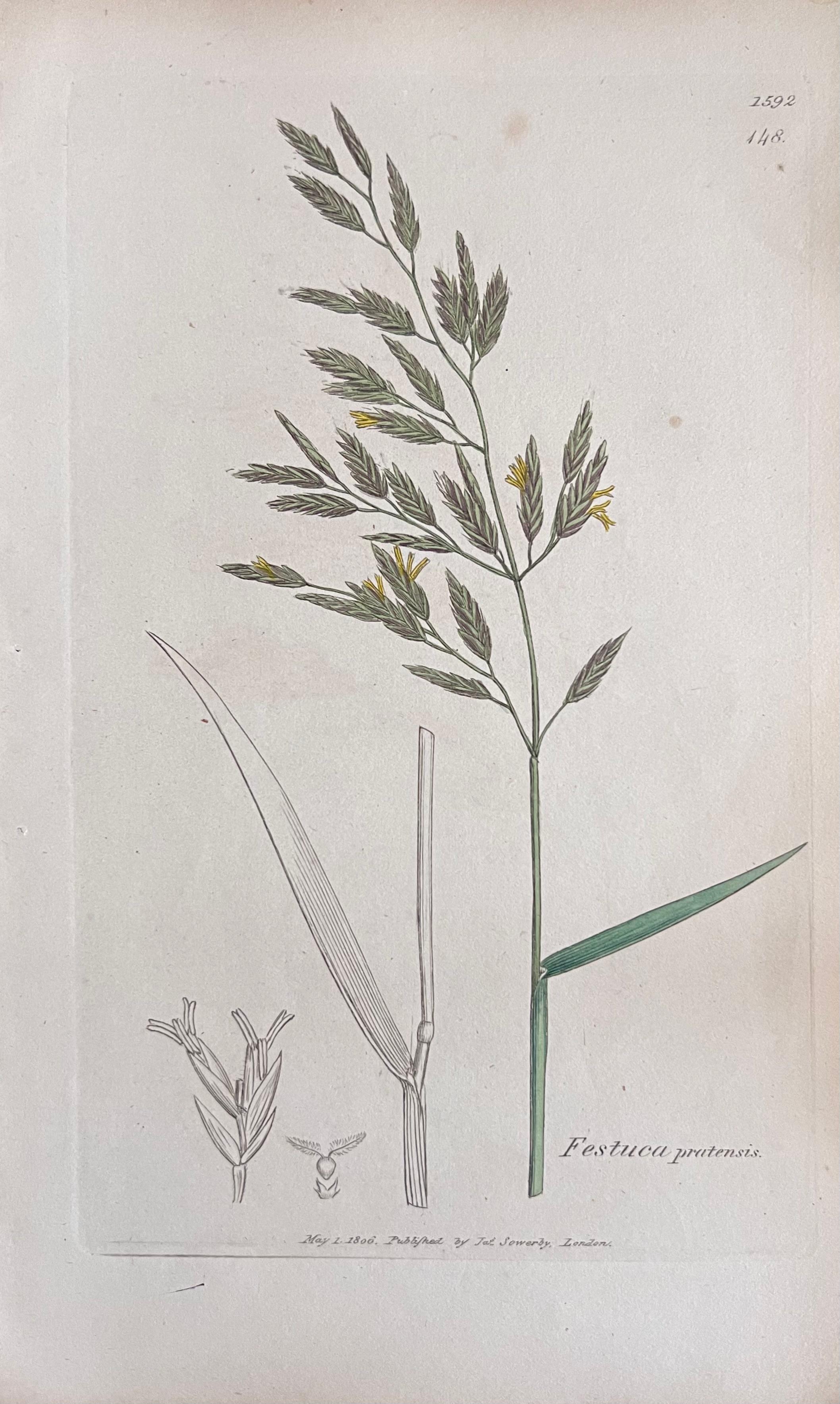 Conjunto de seis finos grabados botánicos británicos antiguos coloreados a mano, alrededor de 1900 en venta 2