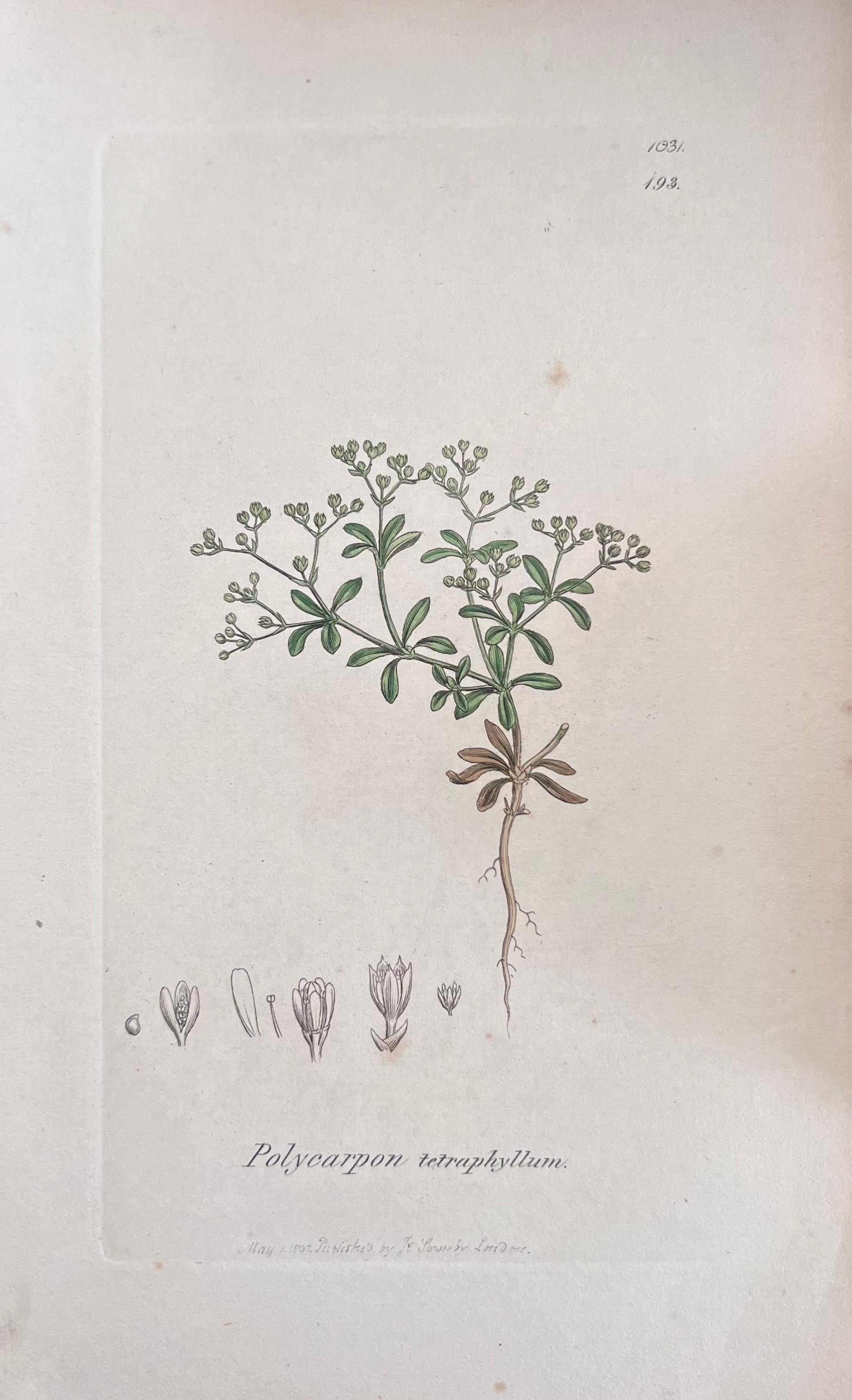 Conjunto de seis finos grabados botánicos británicos antiguos coloreados a mano, alrededor de 1900 en venta 2
