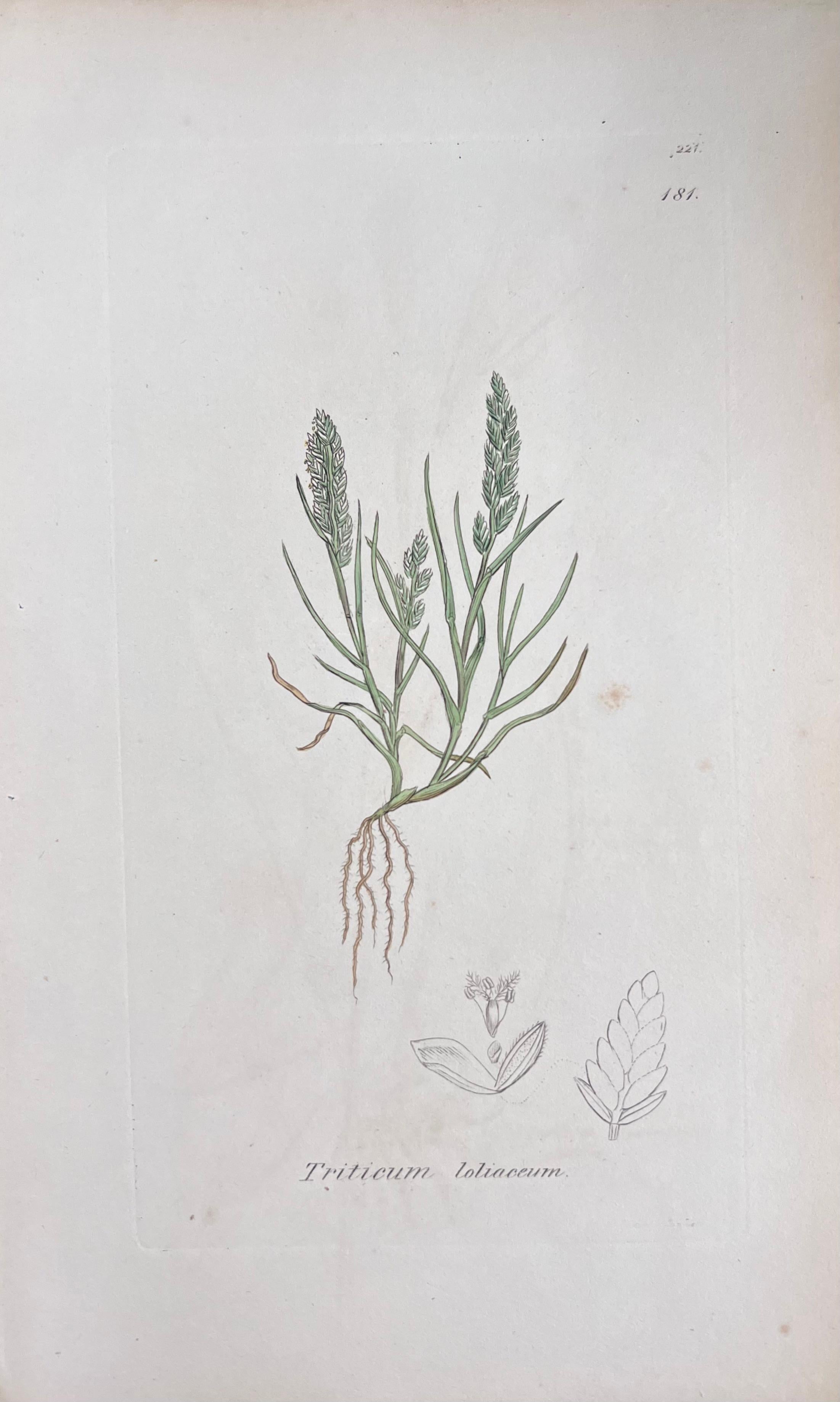 Set of Six Fine Antique British Hand Coloured Botanical Prints, circa 1900's en vente 4