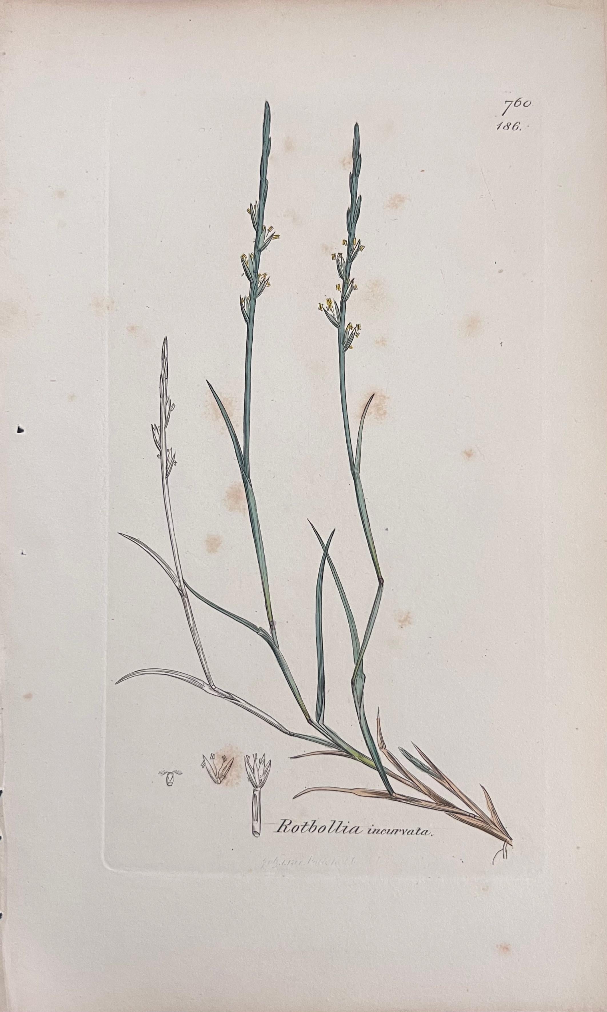 Set of Six Fine Antique British Hand Coloured Botanical Prints, circa 1900's en vente 4